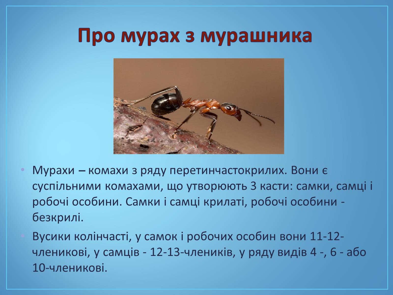 Презентація на тему «Про мурах з мурашника» - Слайд #2