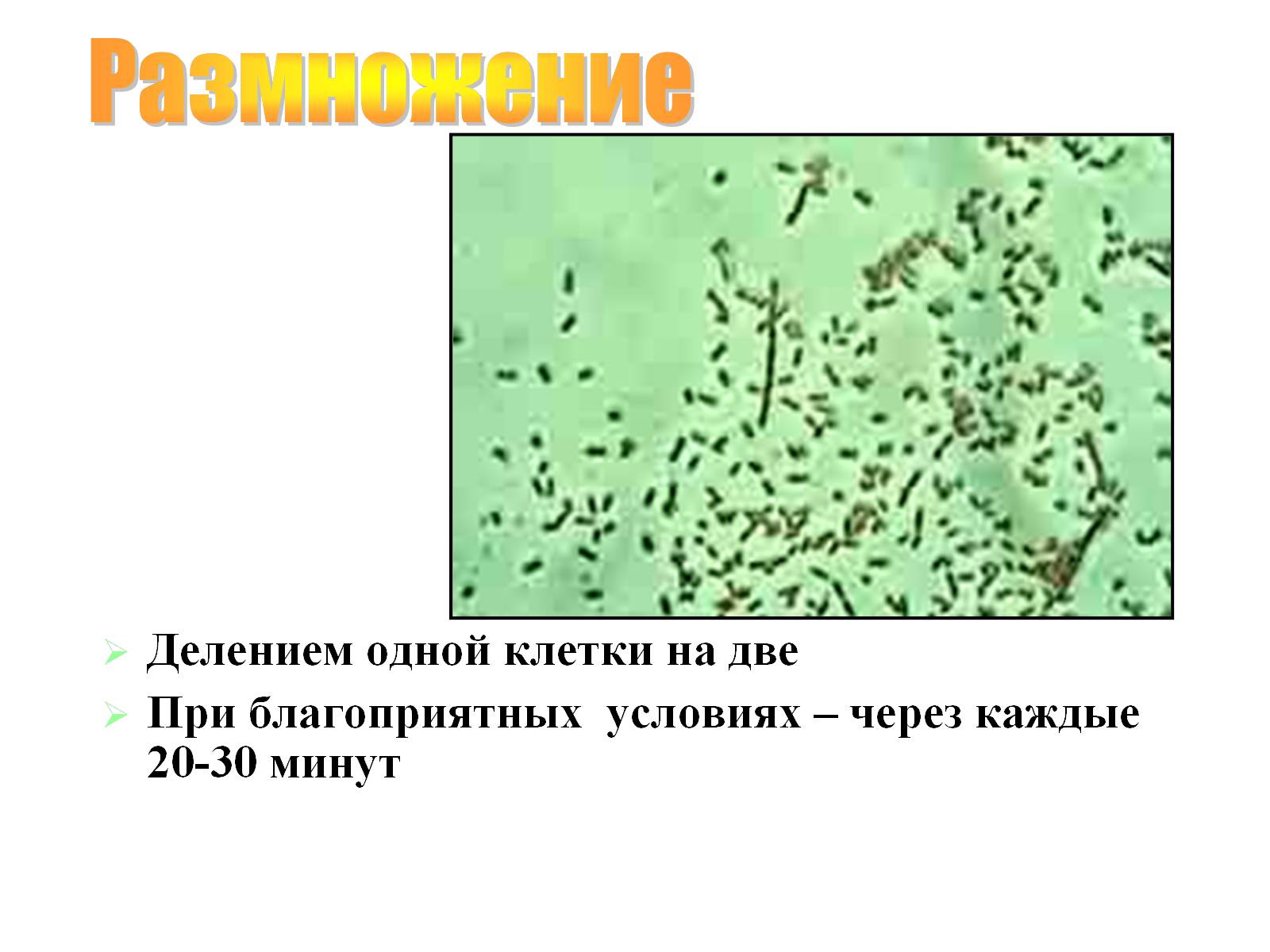 Презентація на тему «Бактерии» - Слайд #6