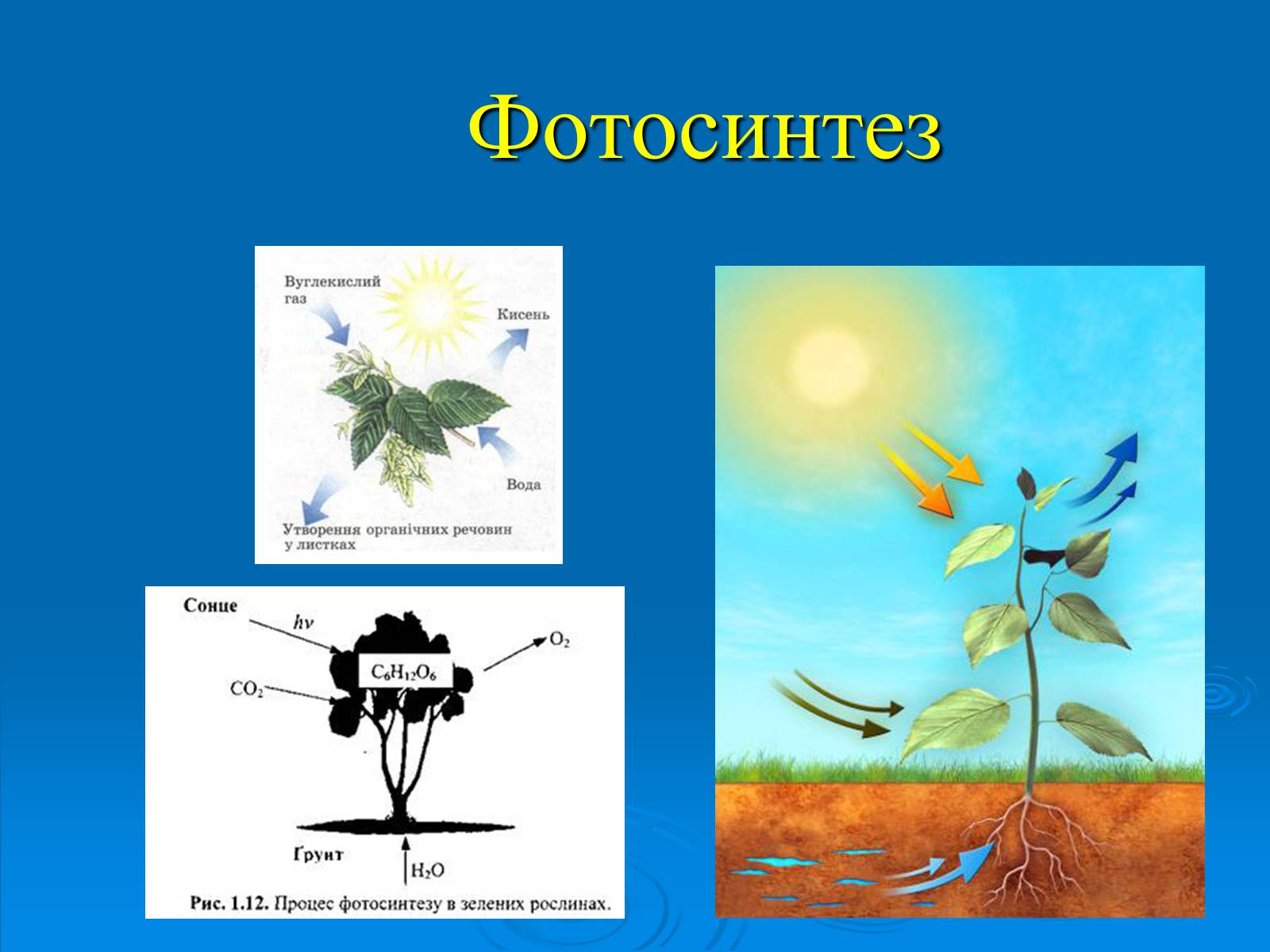 Презентація на тему «Фотосинтез» (варіант 5) - Слайд #1