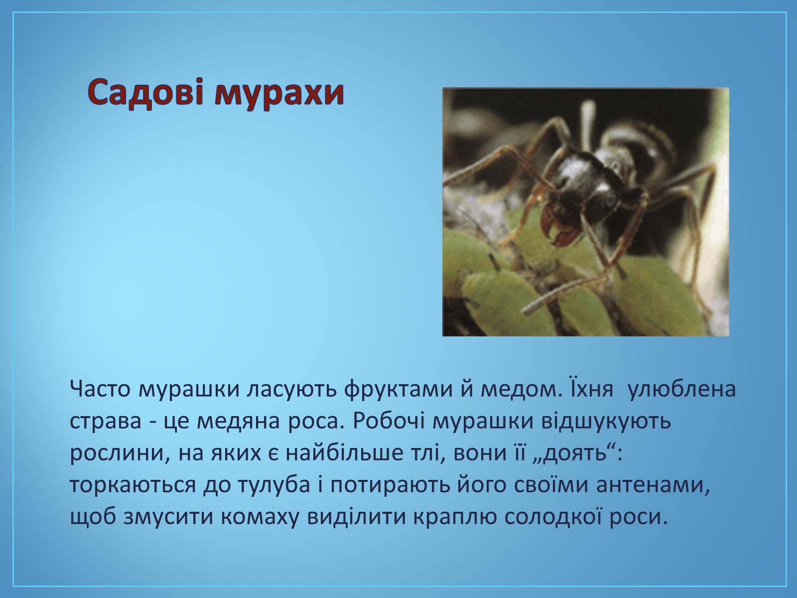 Презентація на тему «Про мурах з мурашника» - Слайд #8