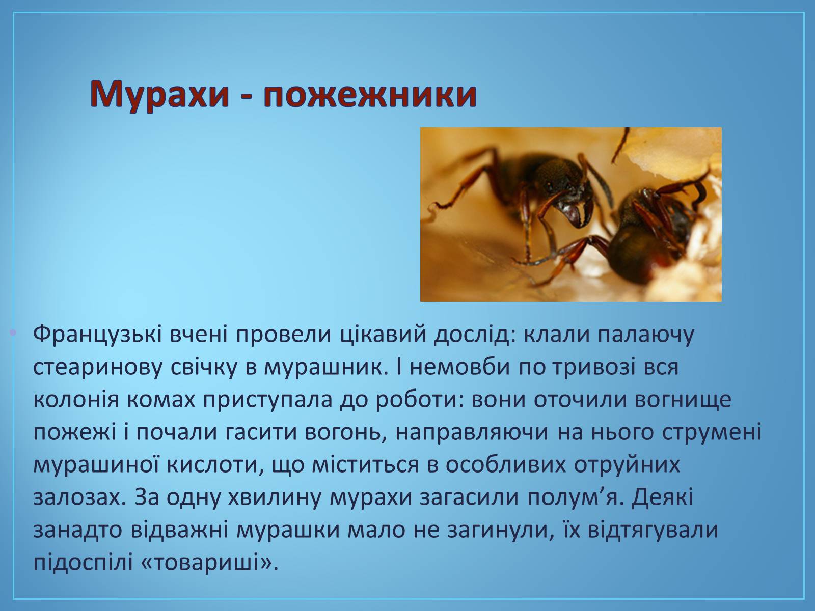 Презентація на тему «Про мурах з мурашника» - Слайд #11