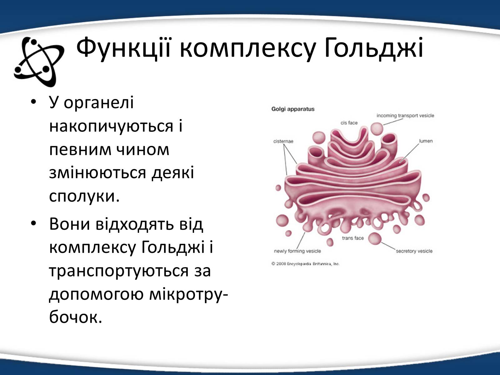 Презентація на тему «Одномембранні органели» (варіант 1) - Слайд #9