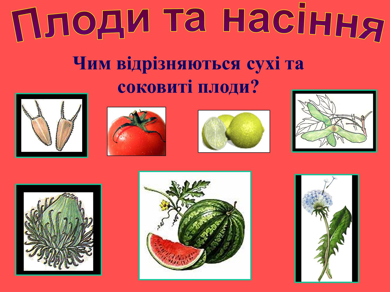 Презентація на тему «Плоди та насіння» - Слайд #37