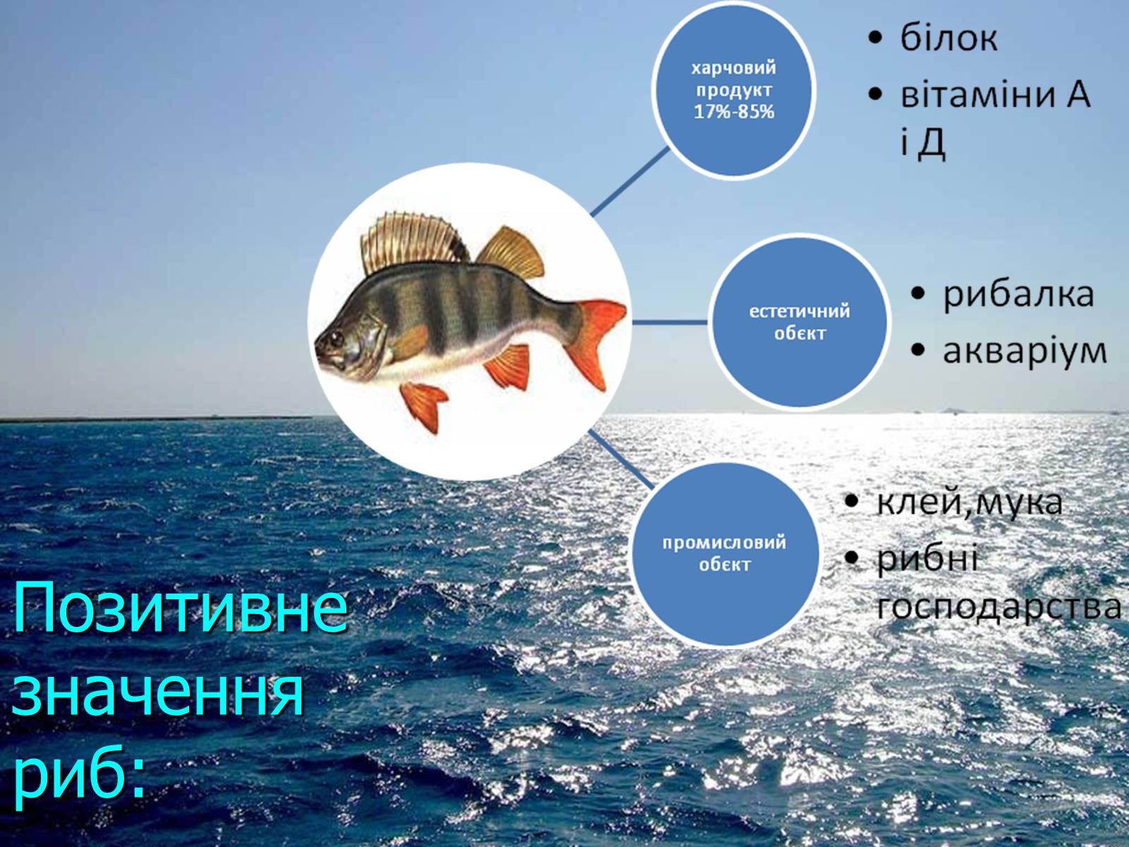 Презентація на тему «Значення риб у природі та житті людини» - Слайд #2