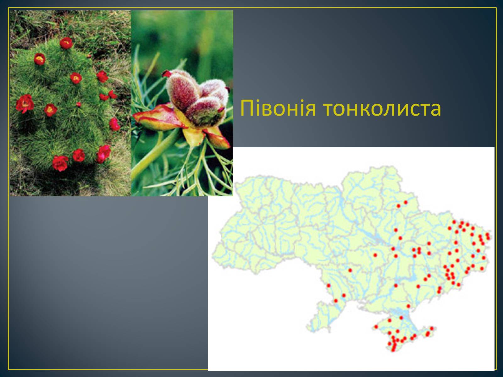 Презентація на тему «Екологічна ситуація в Україні» (варіант 1) - Слайд #103