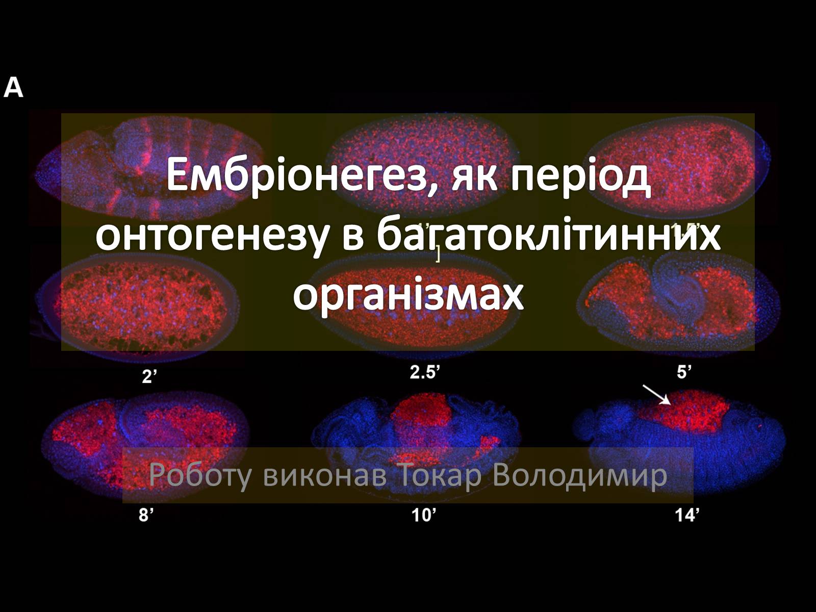 Презентація на тему «Ембріонегез, як період онтогенезу в багатоклітинних організмах» - Слайд #1