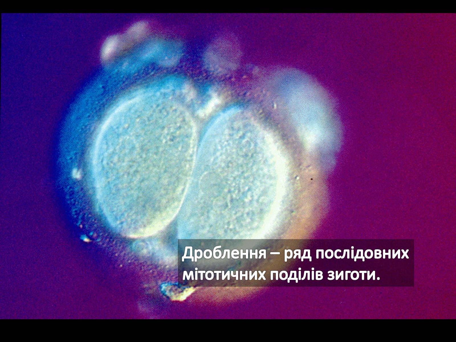 Презентація на тему «Ембріонегез, як період онтогенезу в багатоклітинних організмах» - Слайд #5