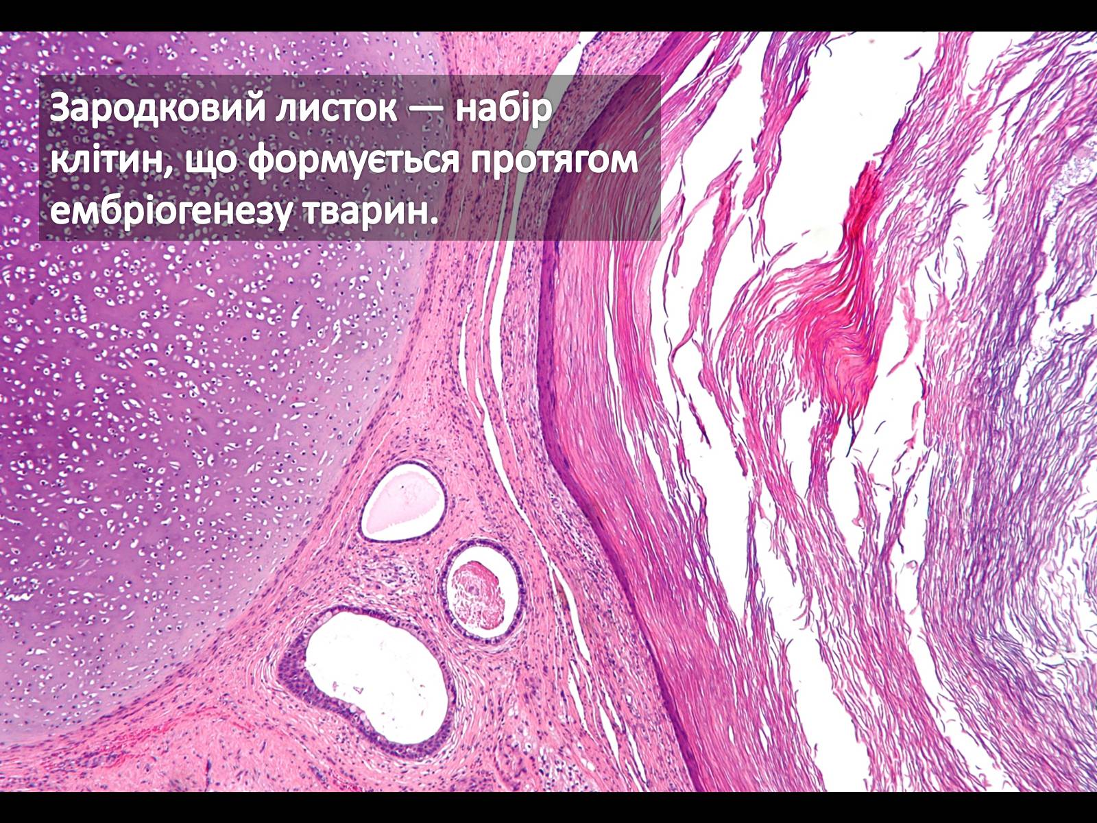Презентація на тему «Ембріонегез, як період онтогенезу в багатоклітинних організмах» - Слайд #11