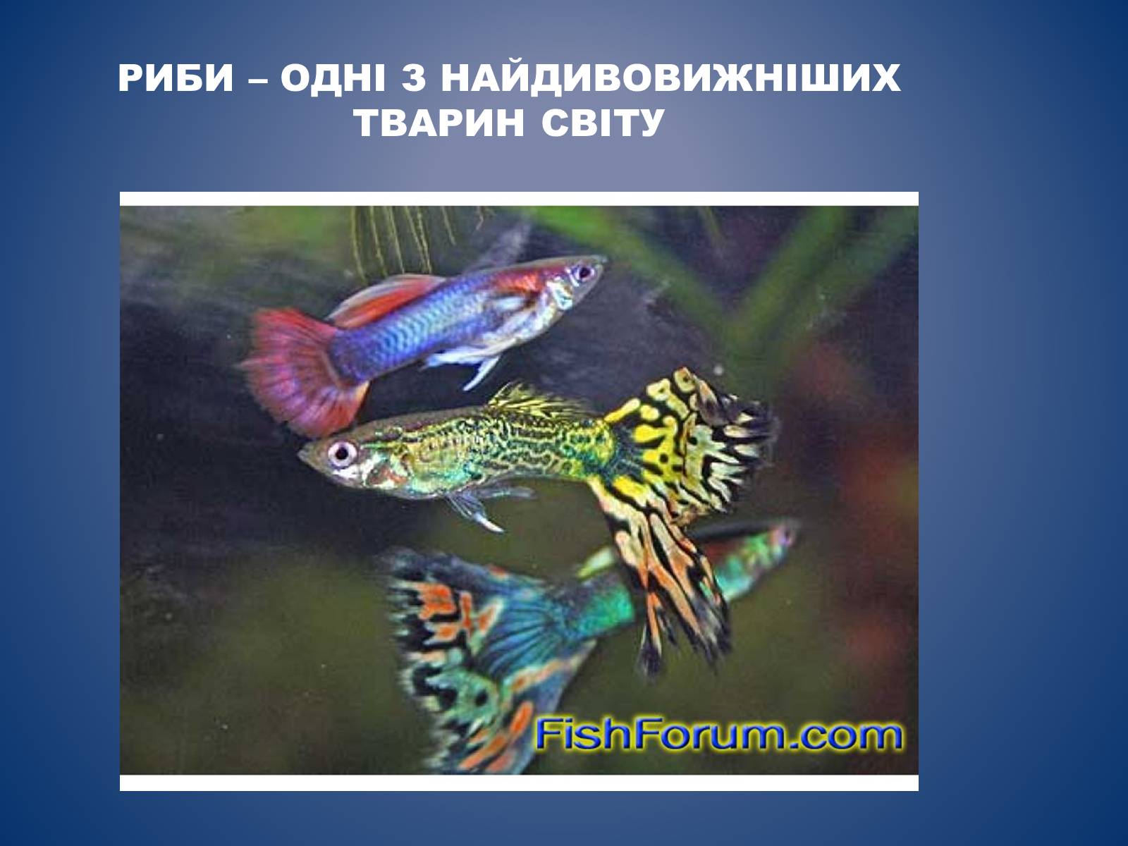 Презентація на тему «Риби» - Слайд #1