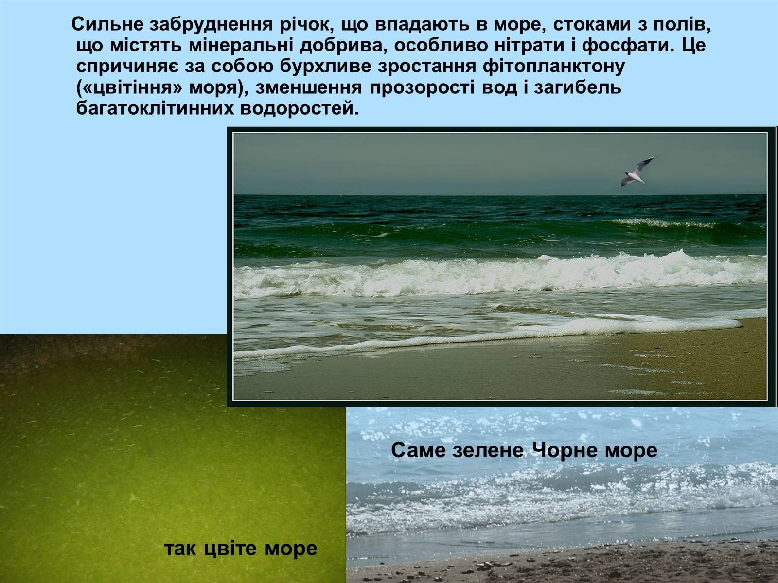 Презентація на тему «Фізико - географічна характеристика Чорного моря» - Слайд #15