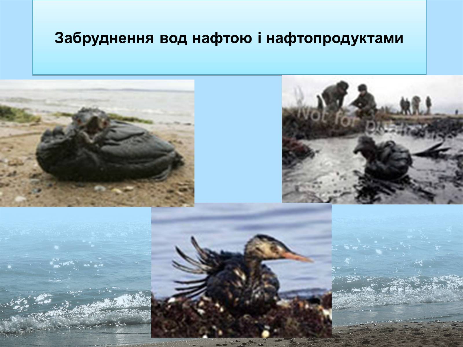 Презентація на тему «Фізико - географічна характеристика Чорного моря» - Слайд #16