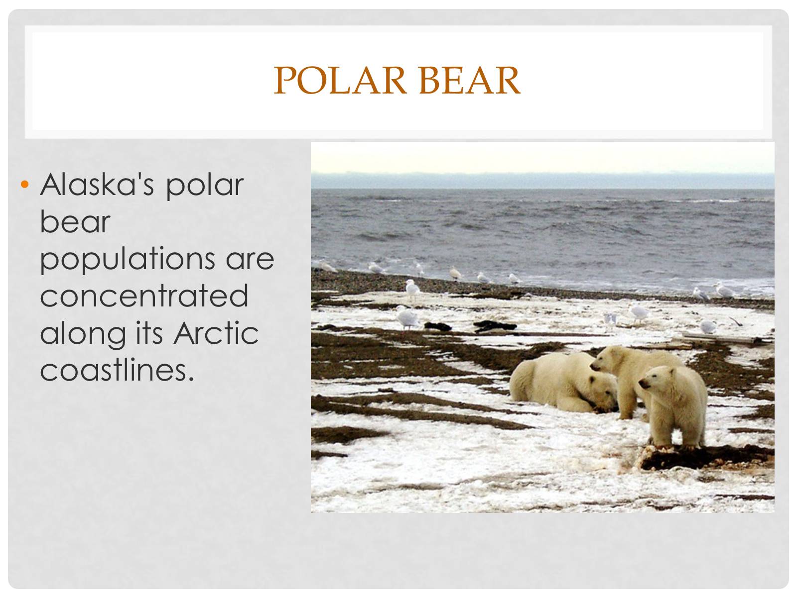 Презентація на тему «Alaska» - Слайд #7