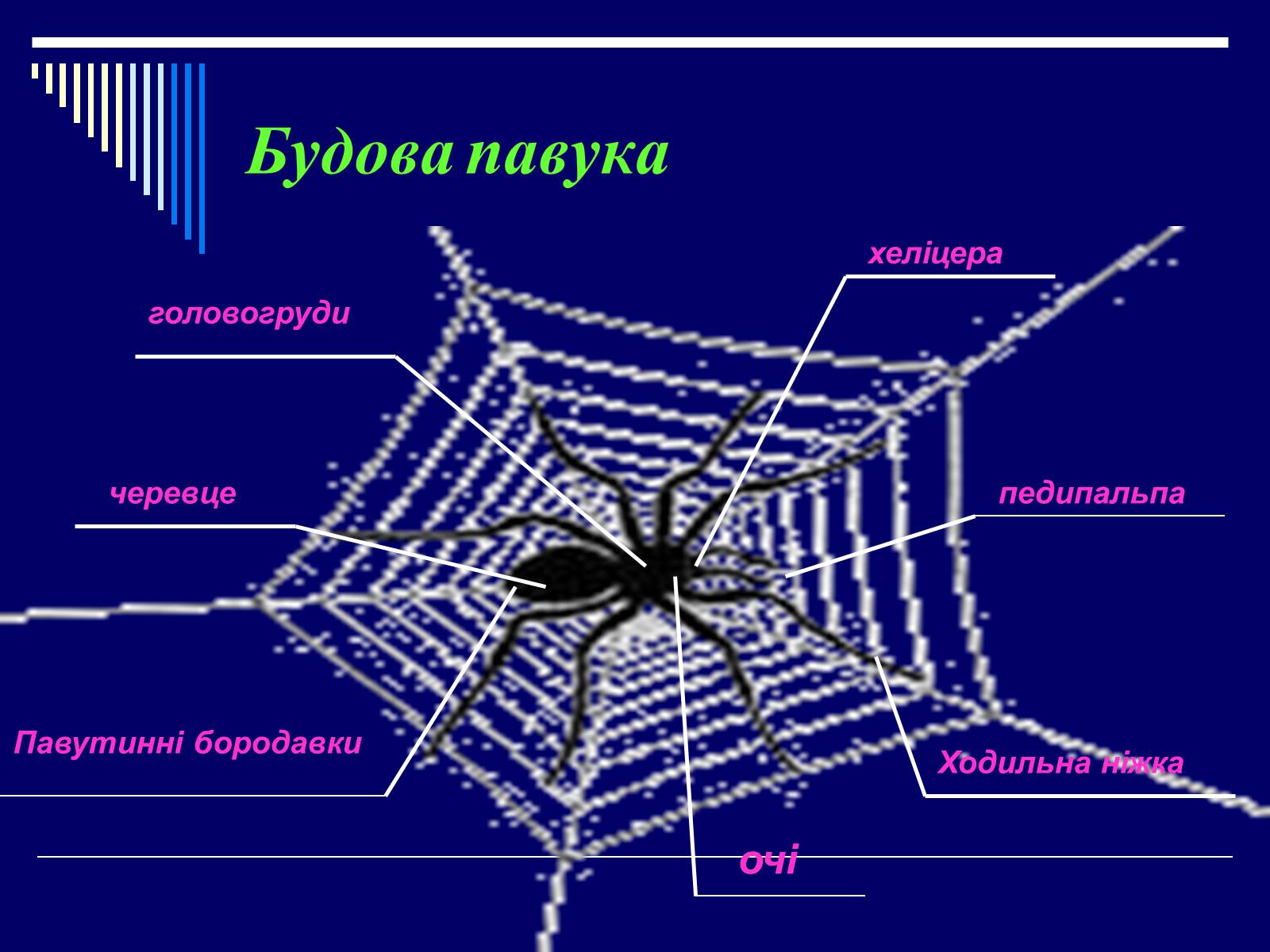 Презентація на тему «Павукоподібні (Arachnida)» - Слайд #2