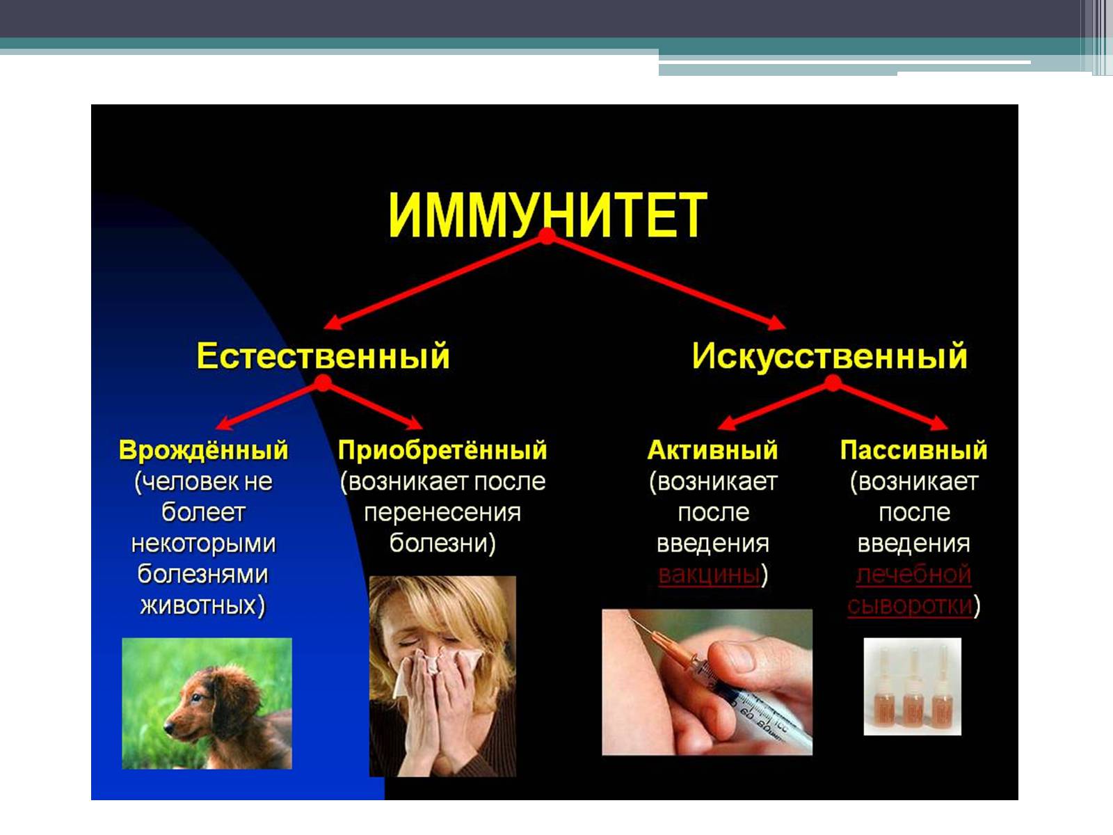 Презентація на тему «Что такое иммунитет с биологической точки зрения?» - Слайд #3