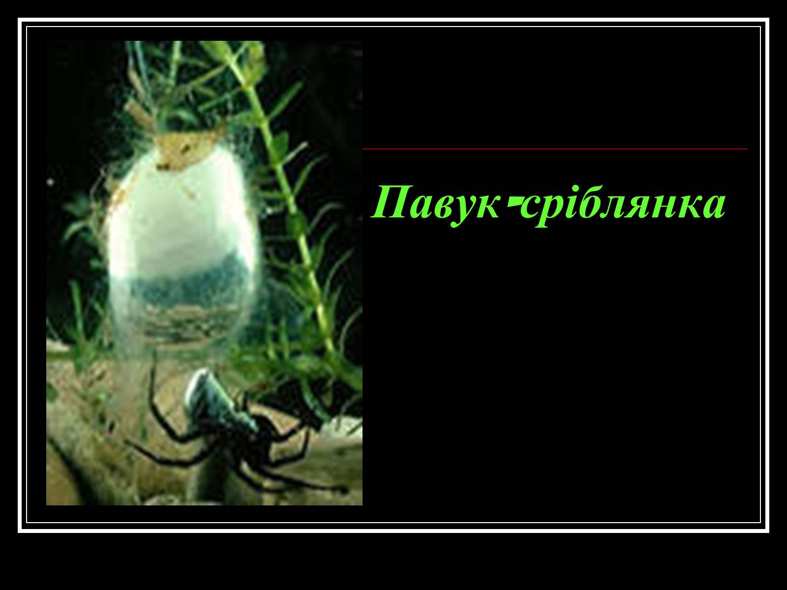 Презентація на тему «Павукоподібні (Arachnida)» - Слайд #7