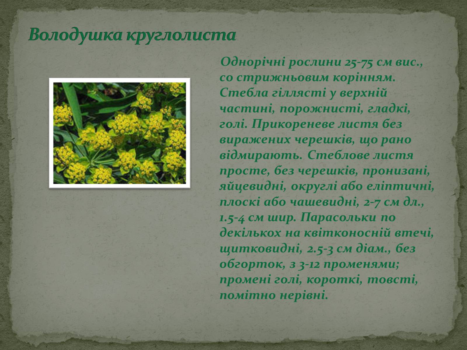 Презентація на тему «Декоративні рослини» - Слайд #9