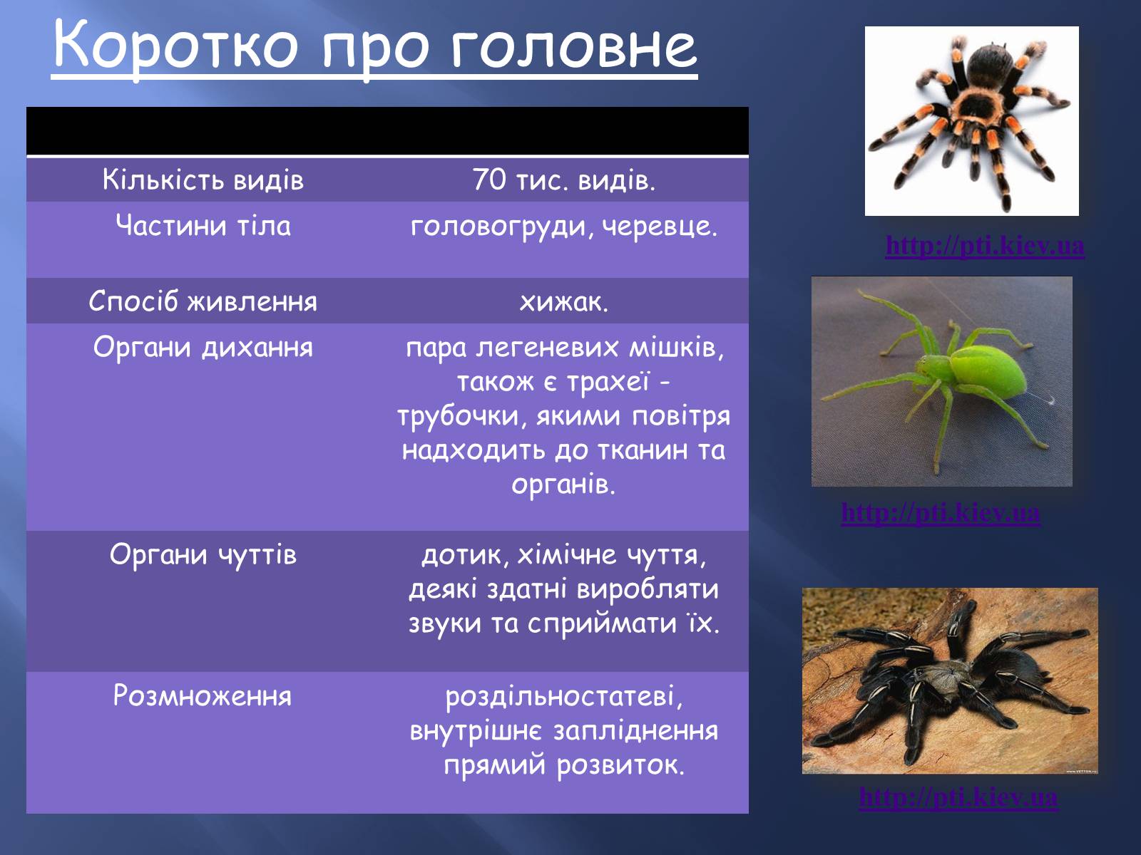 Презентація на тему «Павукоподібні» (варіант 1) - Слайд #2