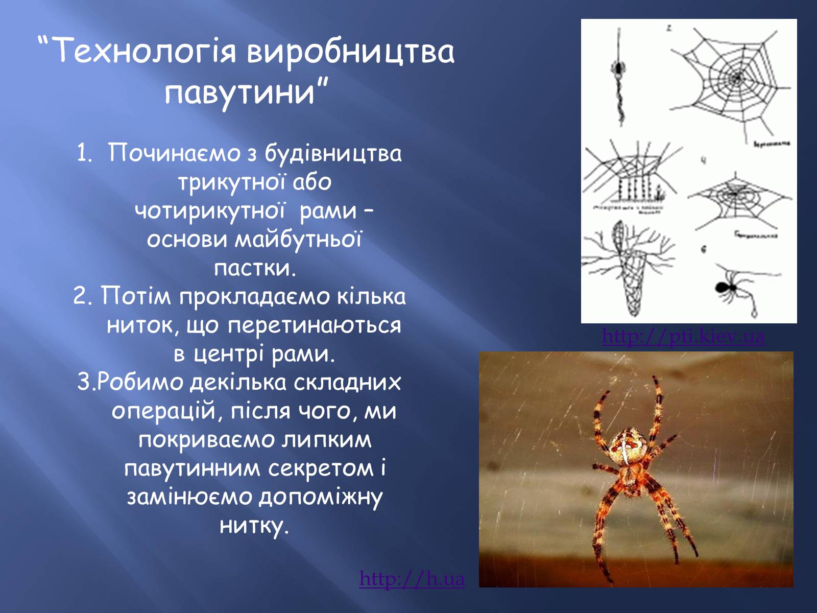 Презентація на тему «Павукоподібні» (варіант 1) - Слайд #6