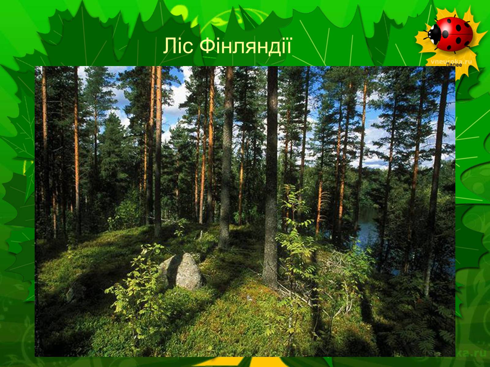 Презентація на тему «Екологічні проблеми лісів України» - Слайд #6
