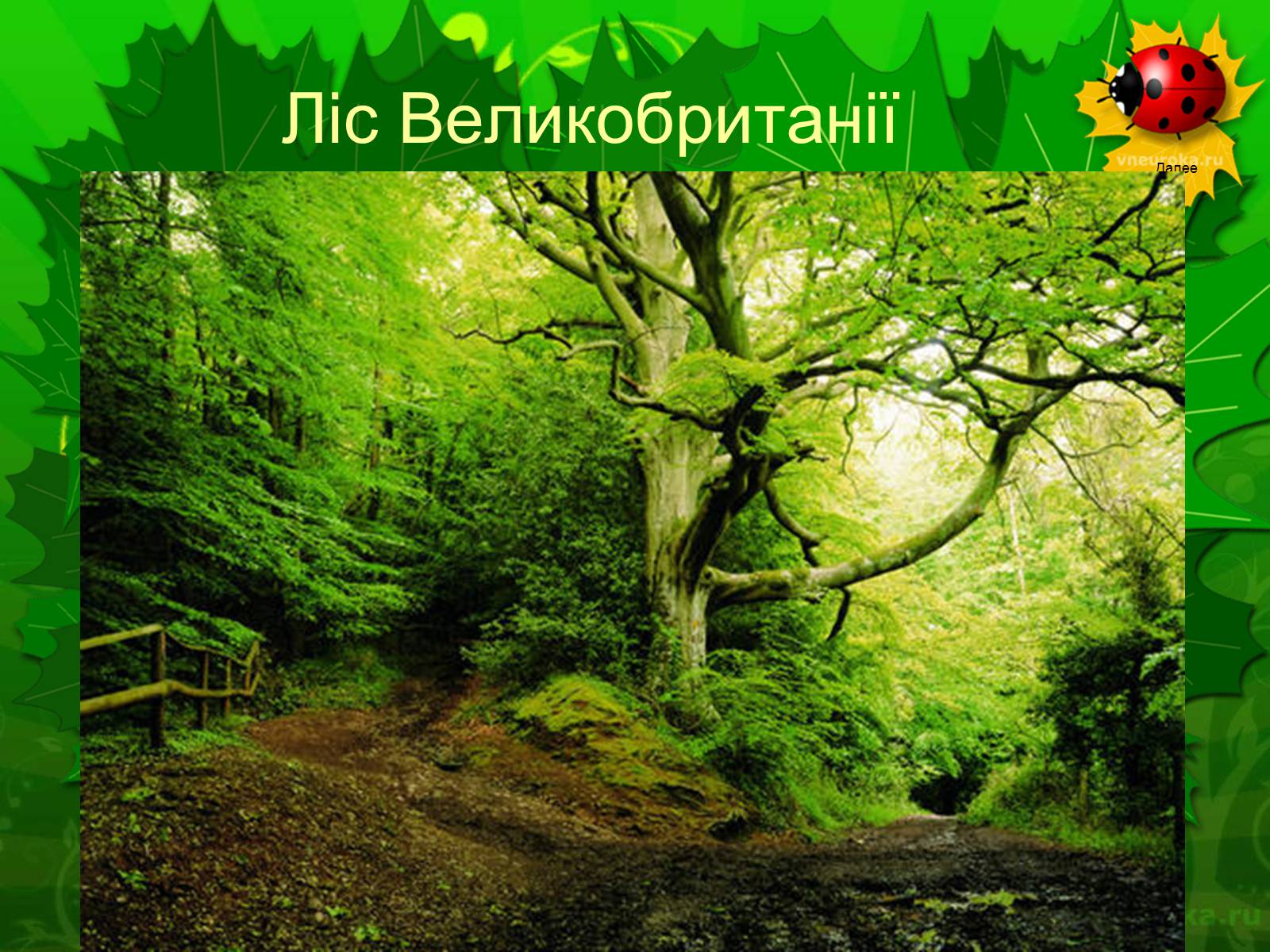 Презентація на тему «Екологічні проблеми лісів України» - Слайд #9