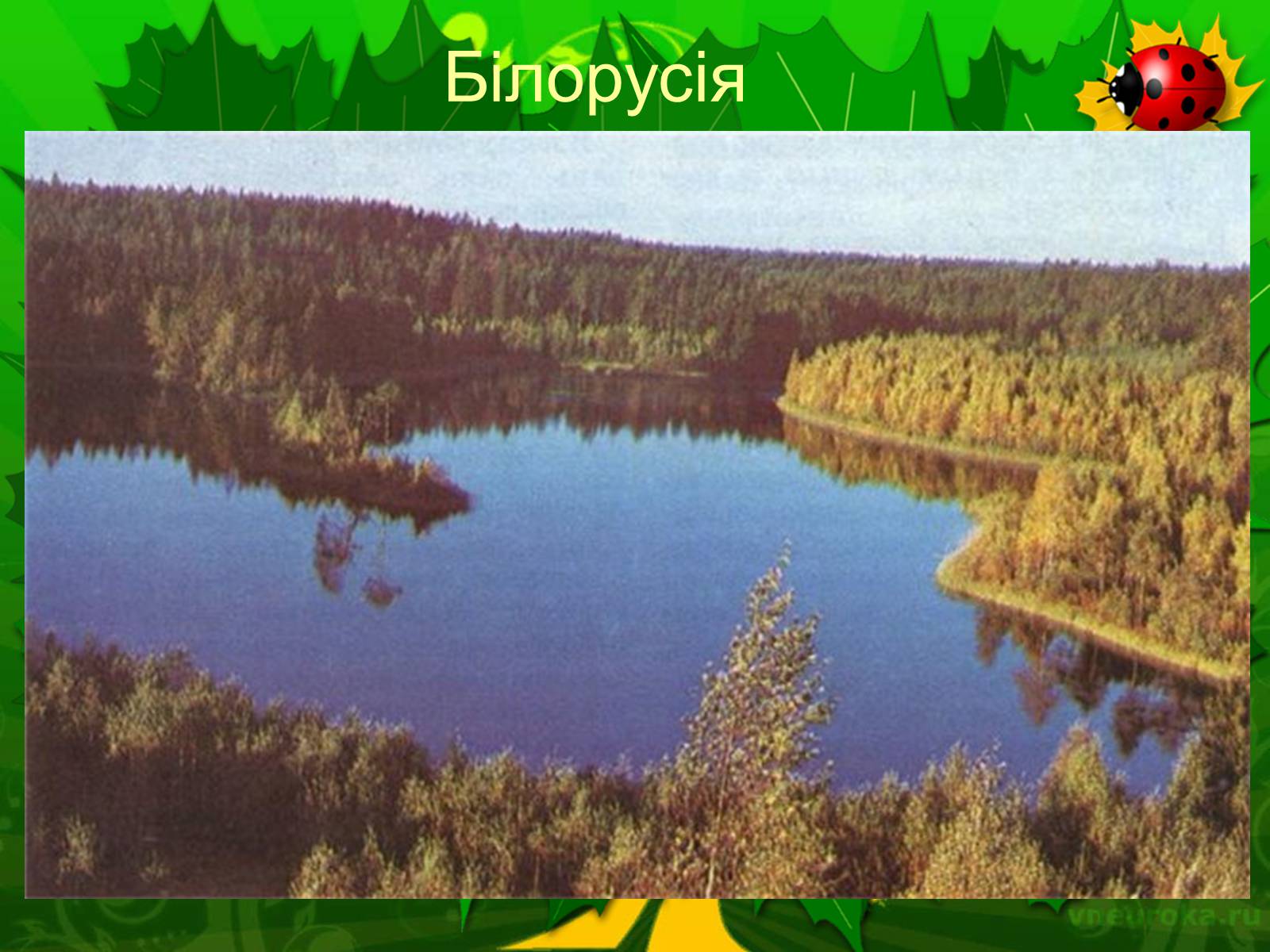 Презентація на тему «Екологічні проблеми лісів України» - Слайд #11