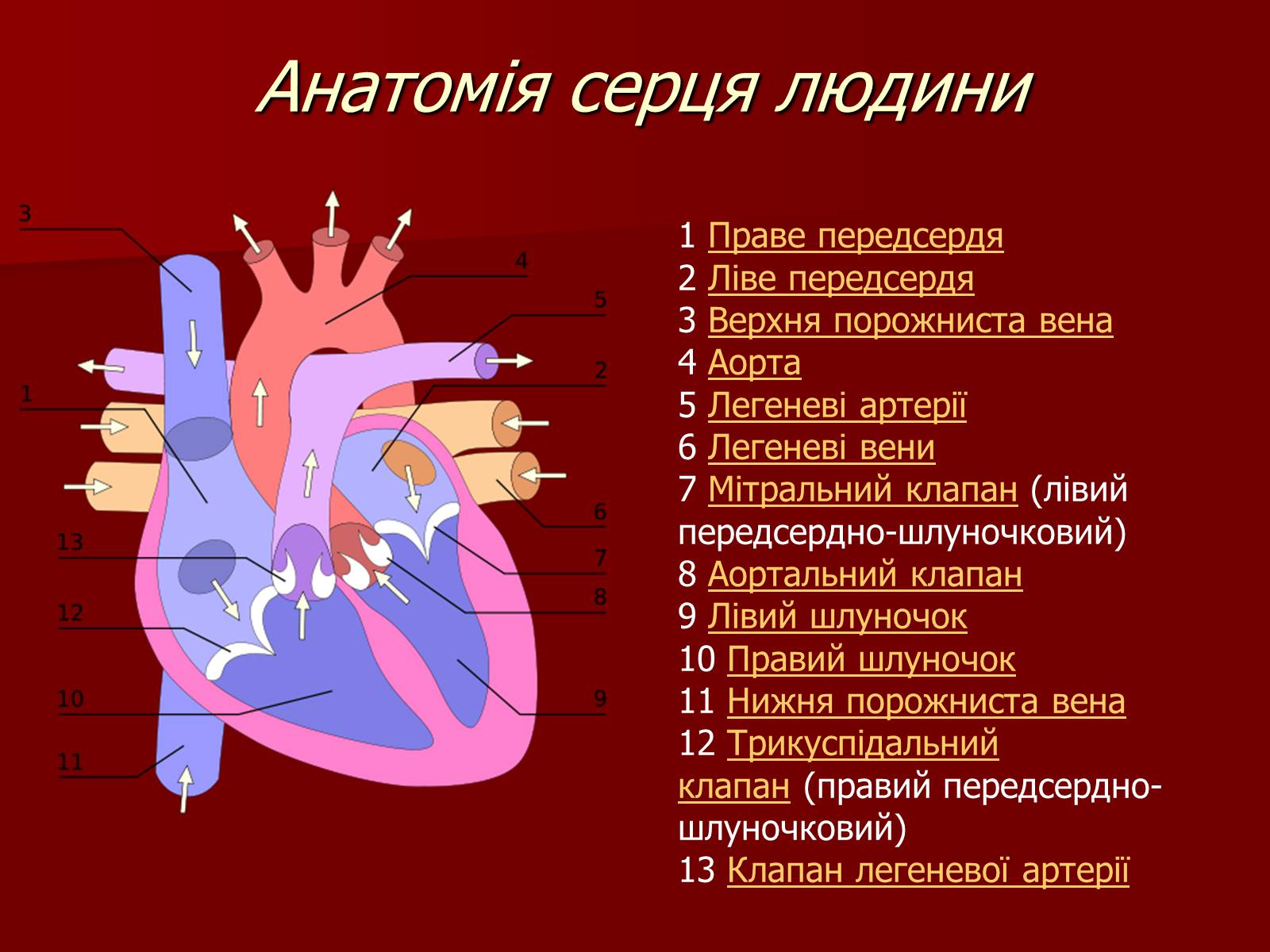 Презентація на тему «Серце людини і тварин» - Слайд #4
