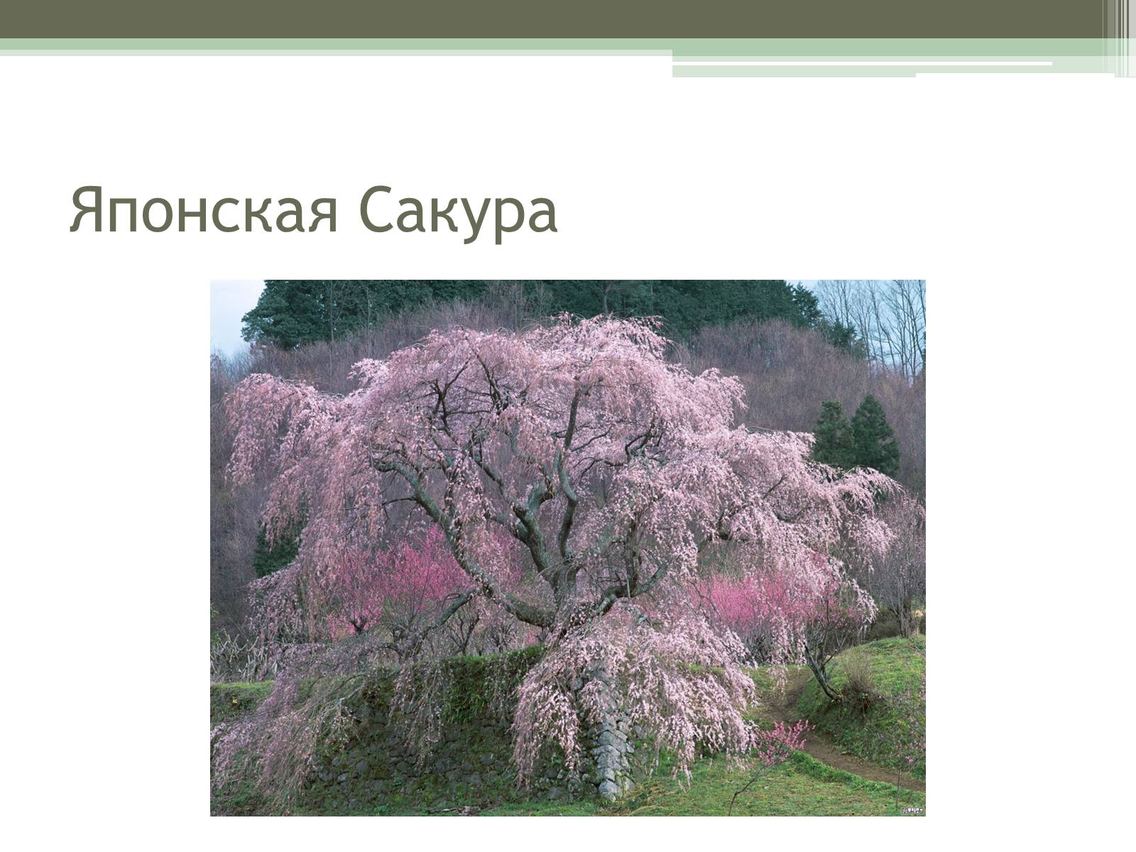 Презентація на тему «Ландшафтные сады Японии» - Слайд #7
