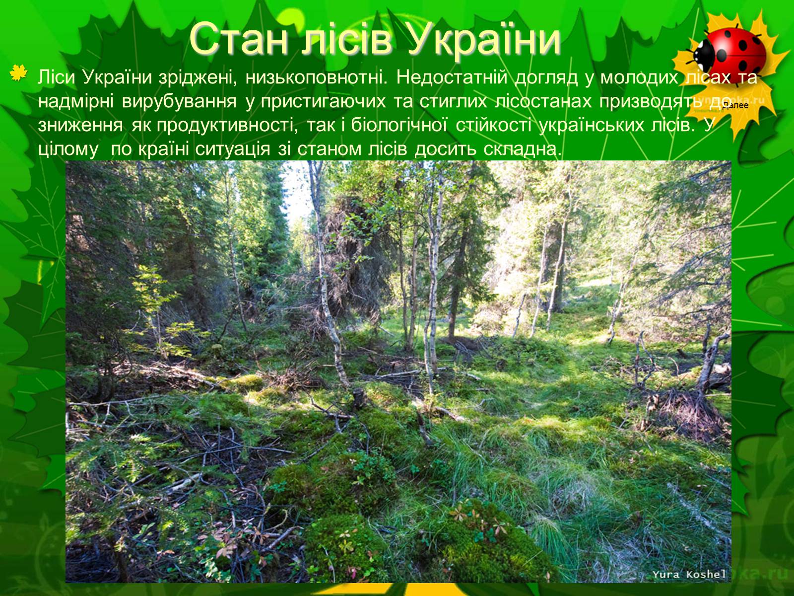 Презентація на тему «Екологічні проблеми лісів України» - Слайд #36