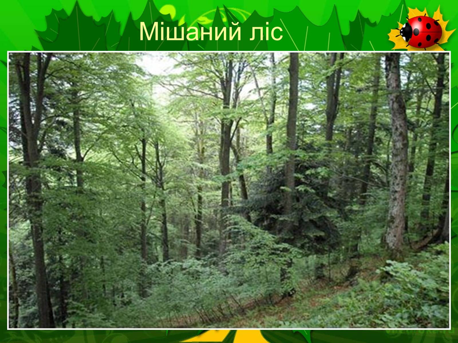 Презентація на тему «Екологічні проблеми лісів України» - Слайд #44