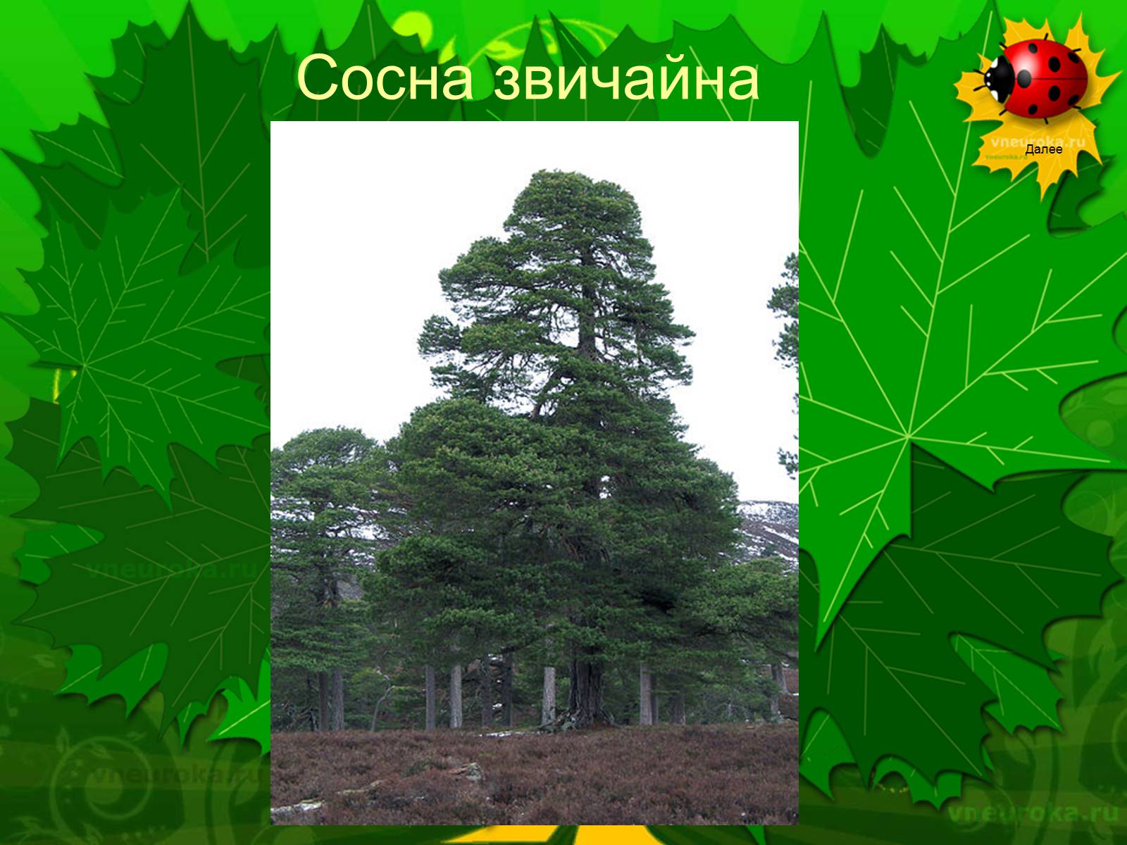 Презентація на тему «Екологічні проблеми лісів України» - Слайд #48