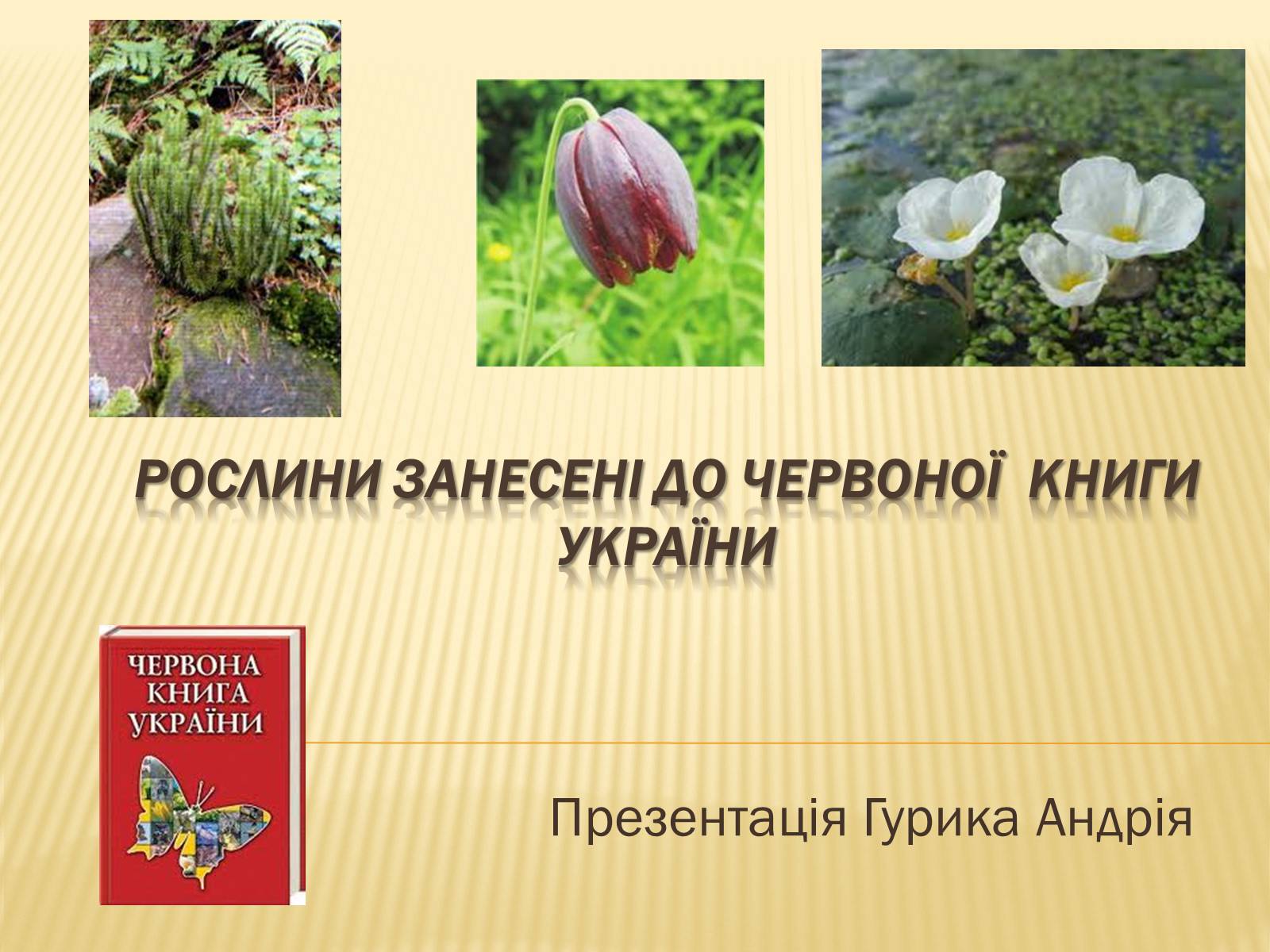 Презентація на тему «Рослини занесені до Червоної книги України» - Слайд #1