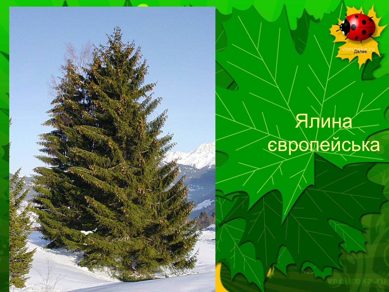Презентація на тему «Екологічні проблеми лісів України» - Слайд #49