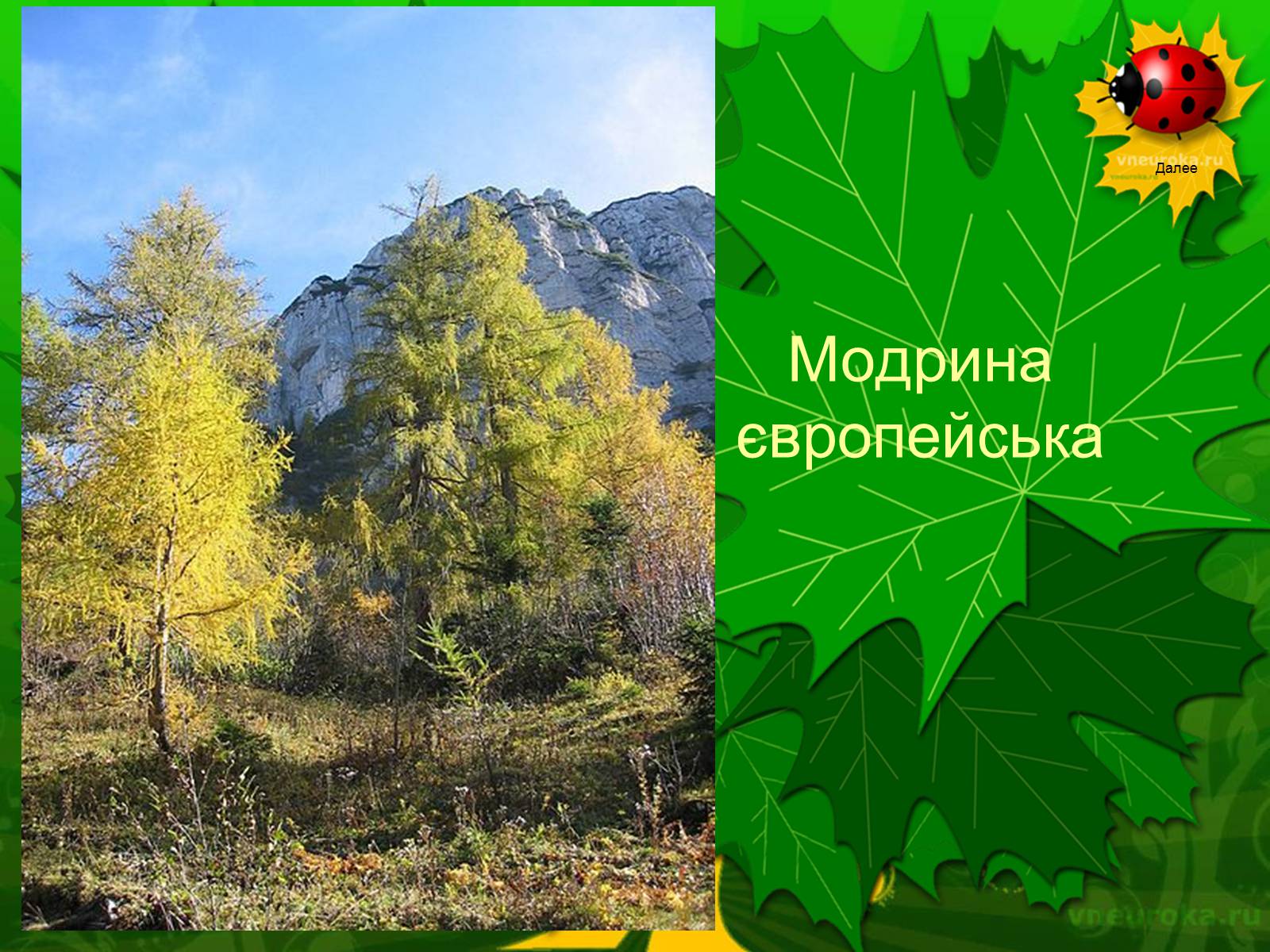 Презентація на тему «Екологічні проблеми лісів України» - Слайд #50