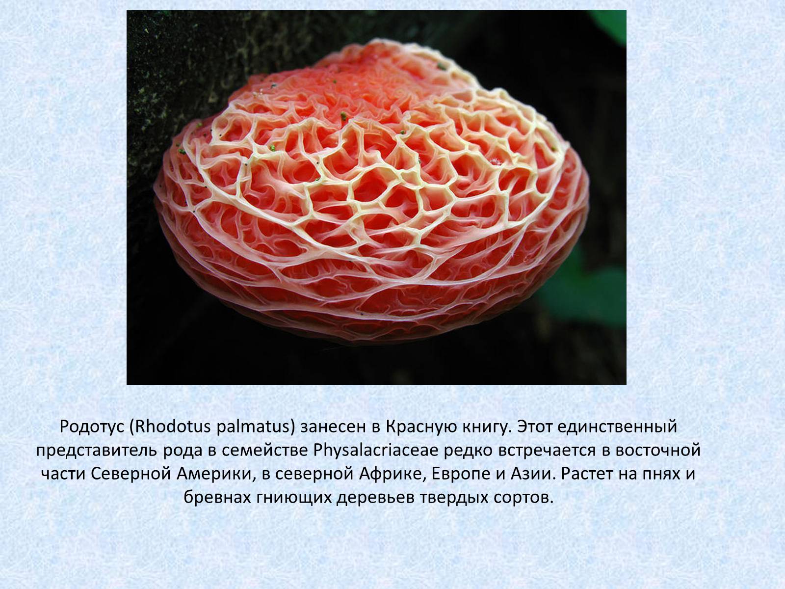 Презентація на тему «Самые красивые грибы» - Слайд #5