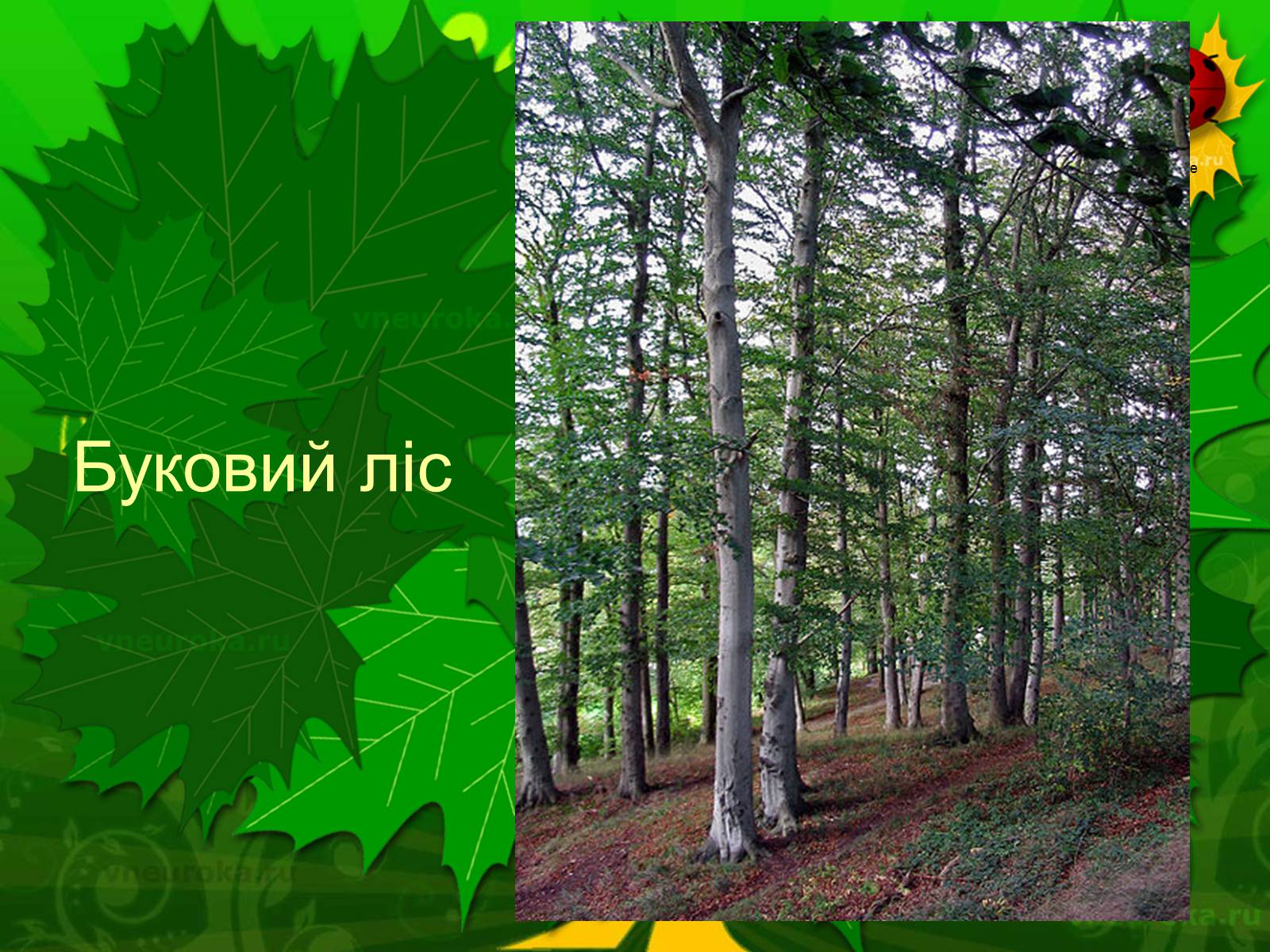 Презентація на тему «Екологічні проблеми лісів України» - Слайд #51