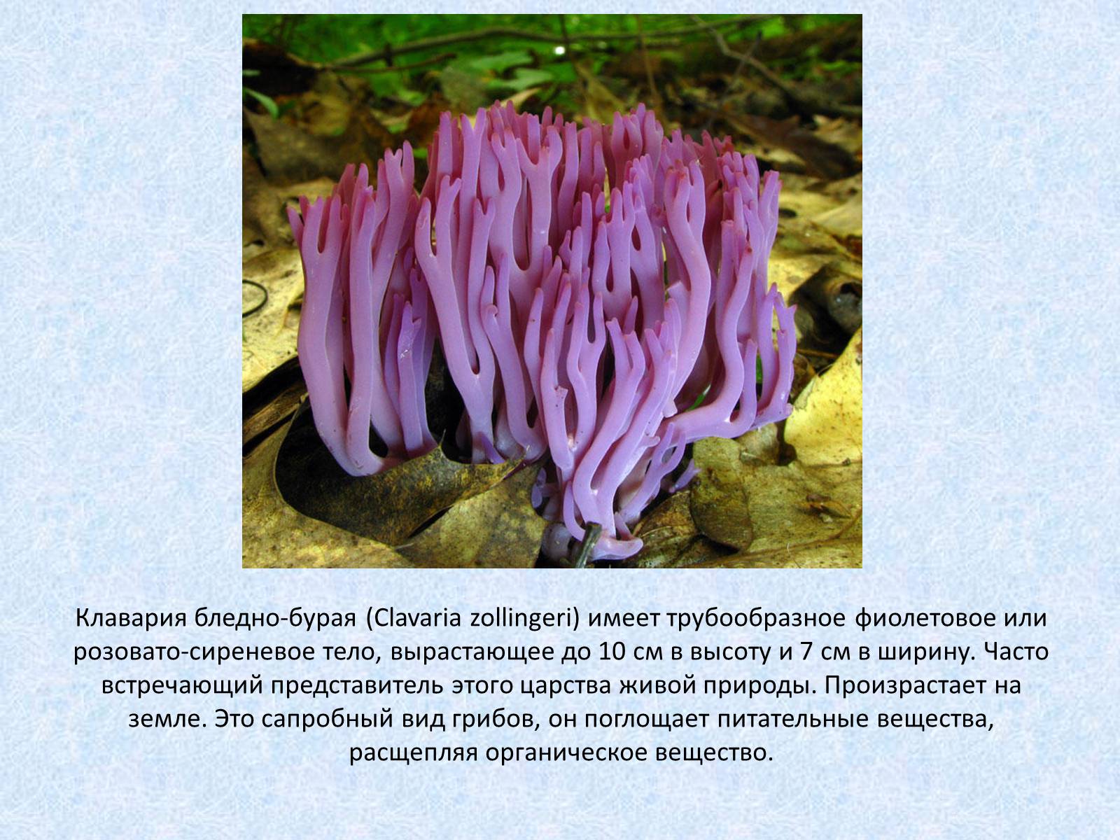 Презентація на тему «Самые красивые грибы» - Слайд #6