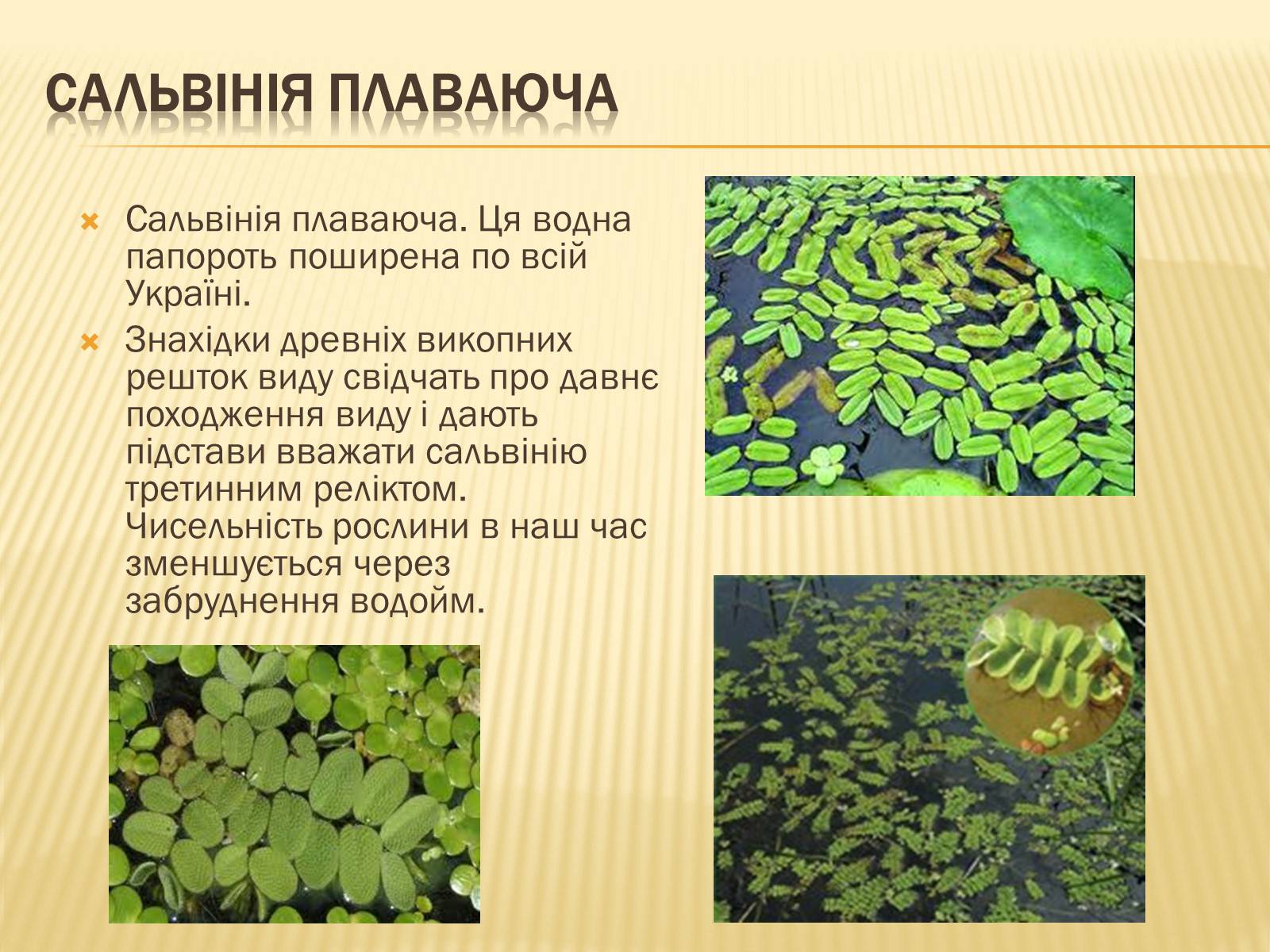 Презентація на тему «Рослини занесені до Червоної книги України» - Слайд #5