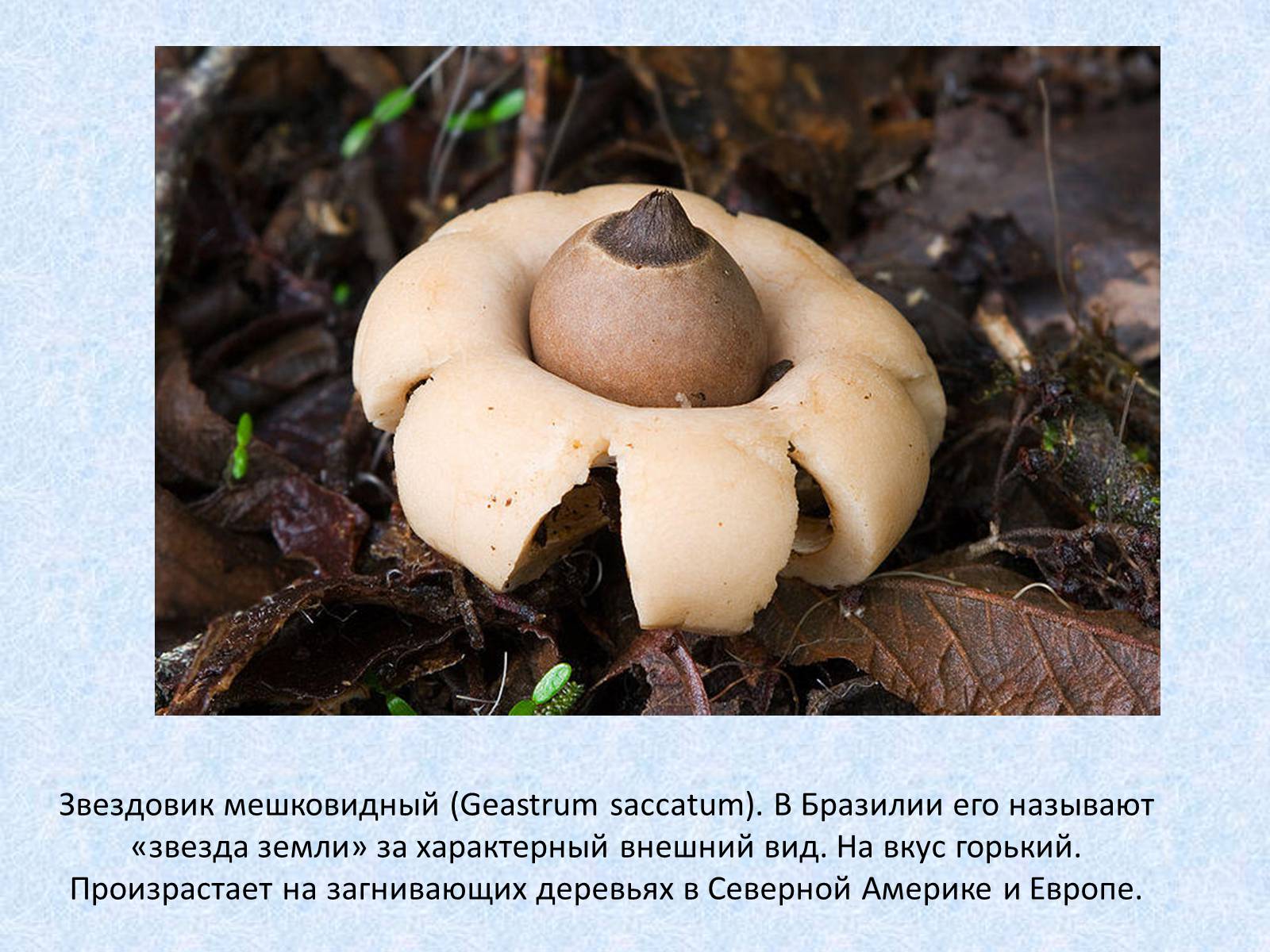 Презентація на тему «Самые красивые грибы» - Слайд #7