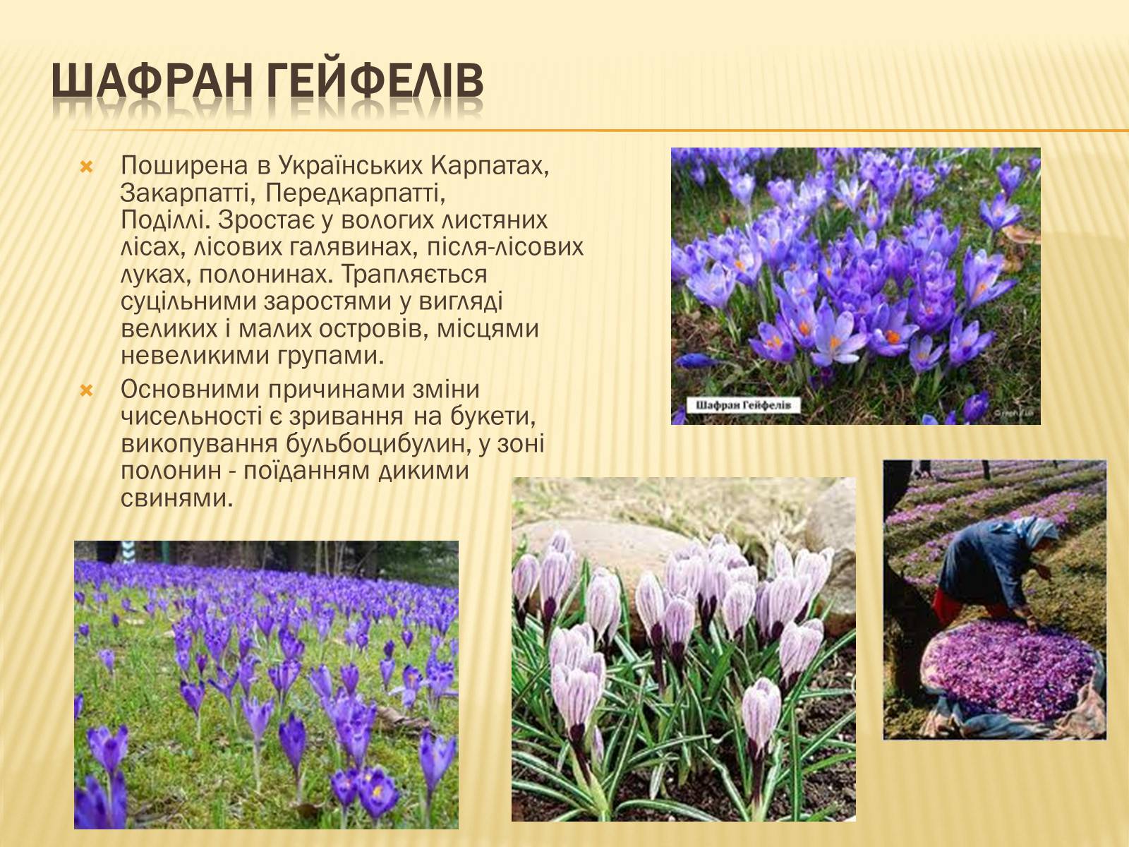 Презентація на тему «Рослини занесені до Червоної книги України» - Слайд #6