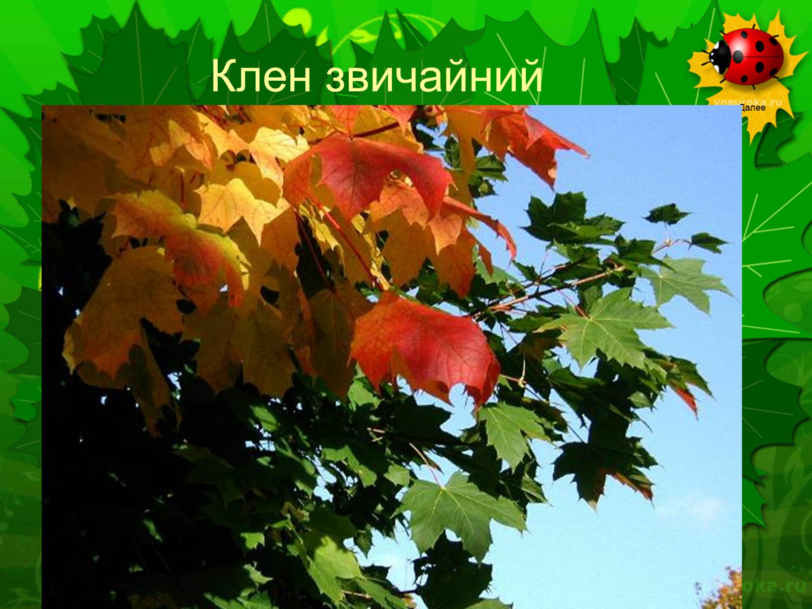 Презентація на тему «Екологічні проблеми лісів України» - Слайд #55