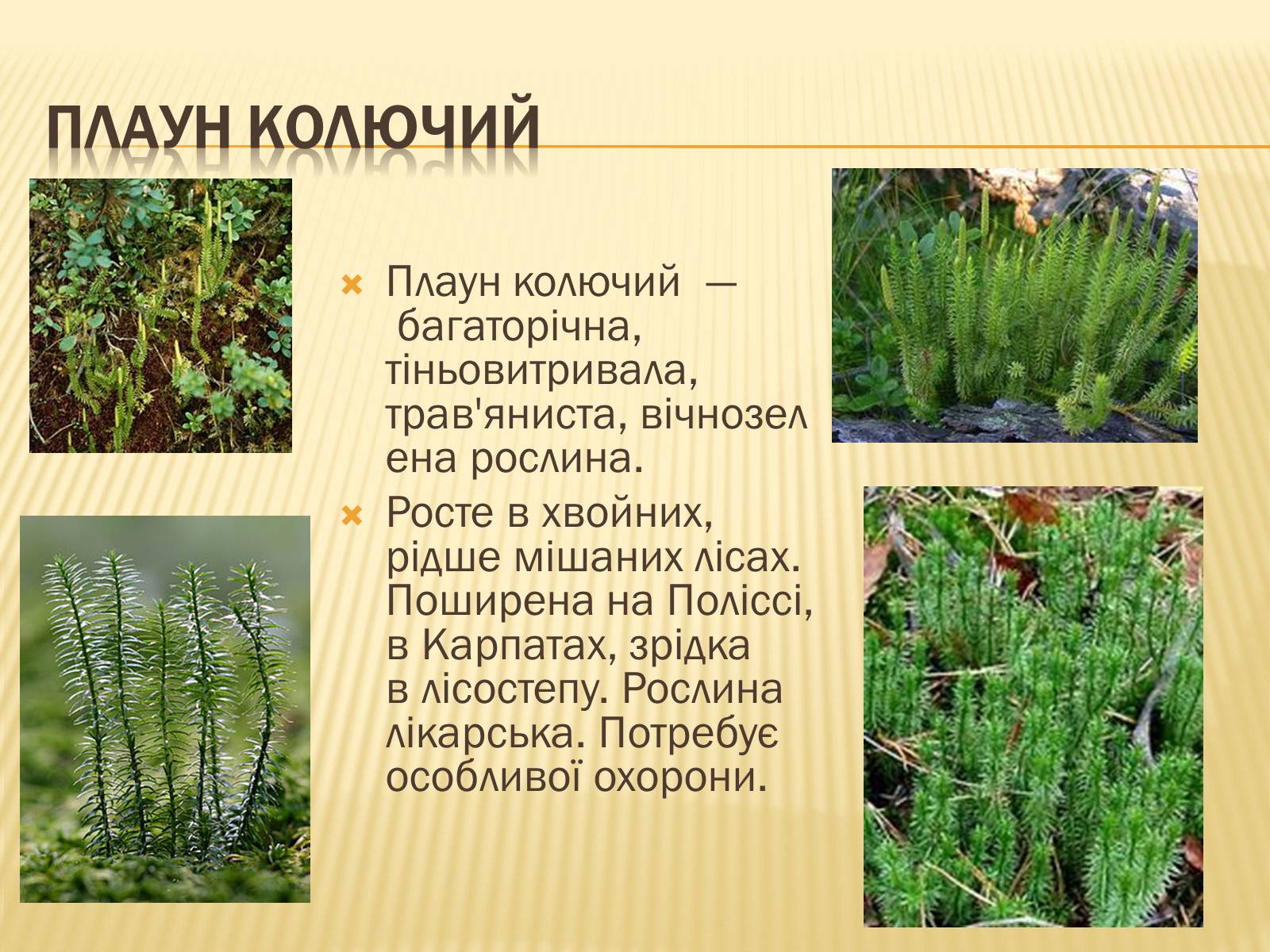 Презентація на тему «Рослини занесені до Червоної книги України» - Слайд #7