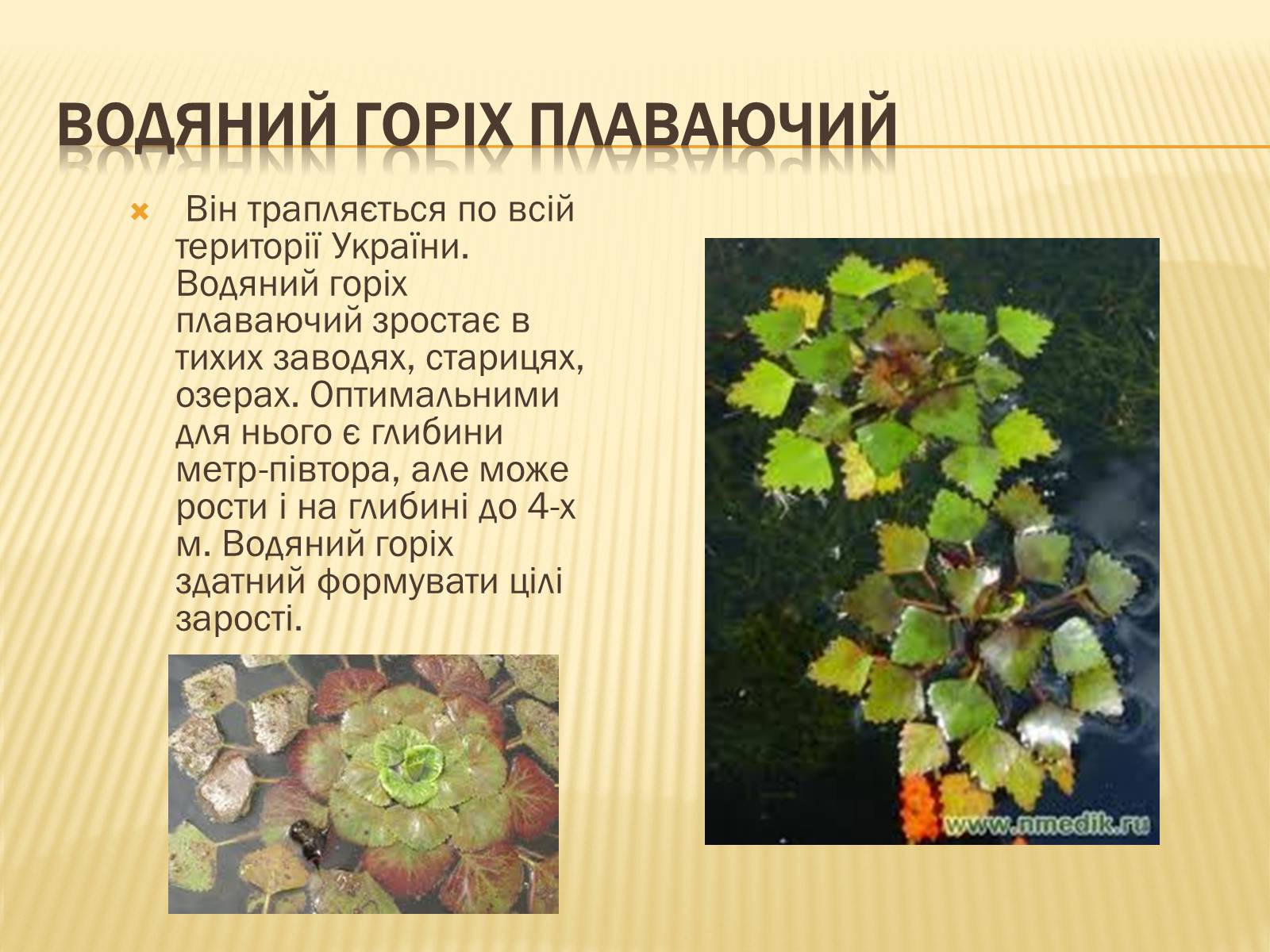 Презентація на тему «Рослини занесені до Червоної книги України» - Слайд #8