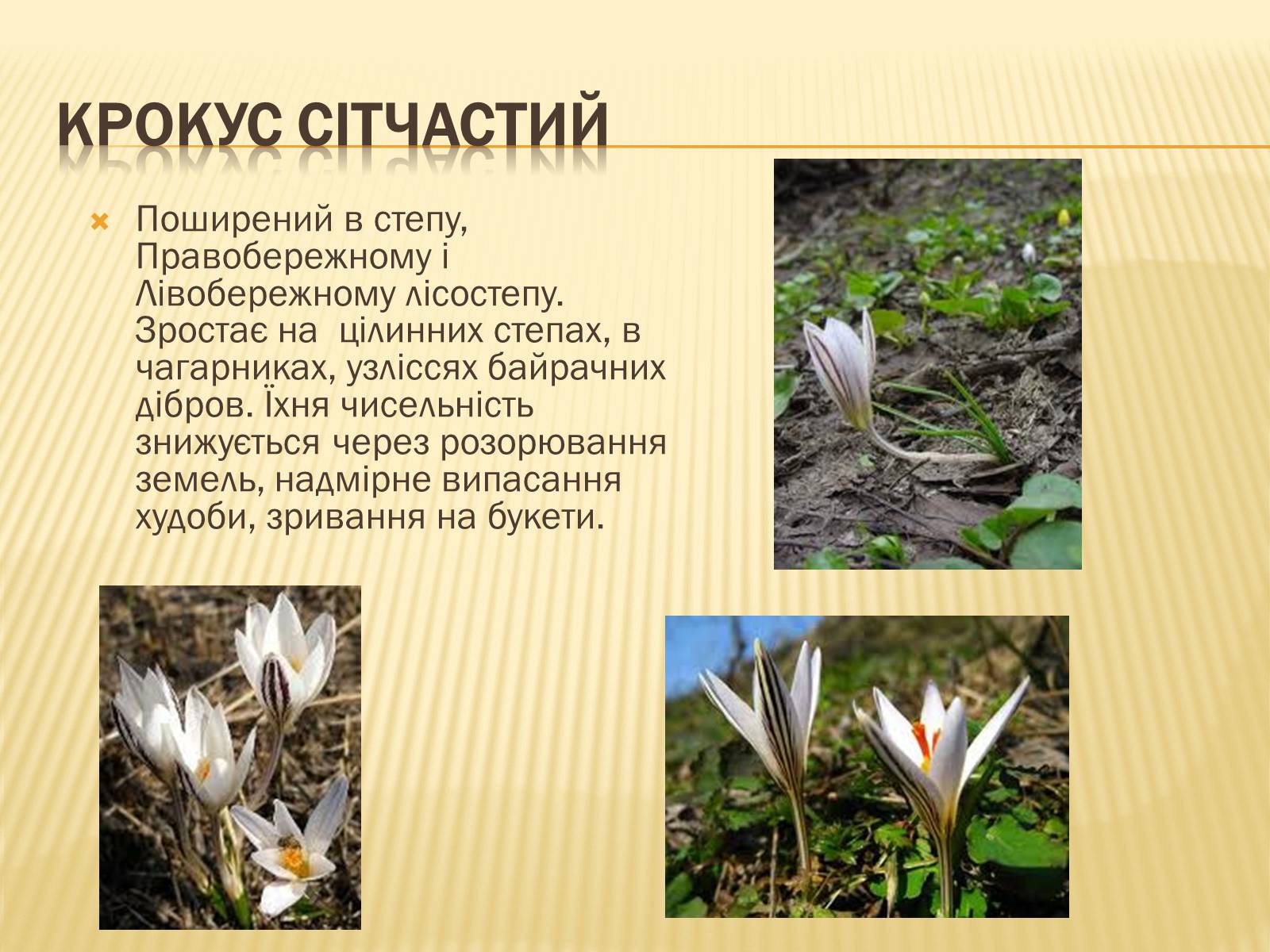 Презентація на тему «Рослини занесені до Червоної книги України» - Слайд #10