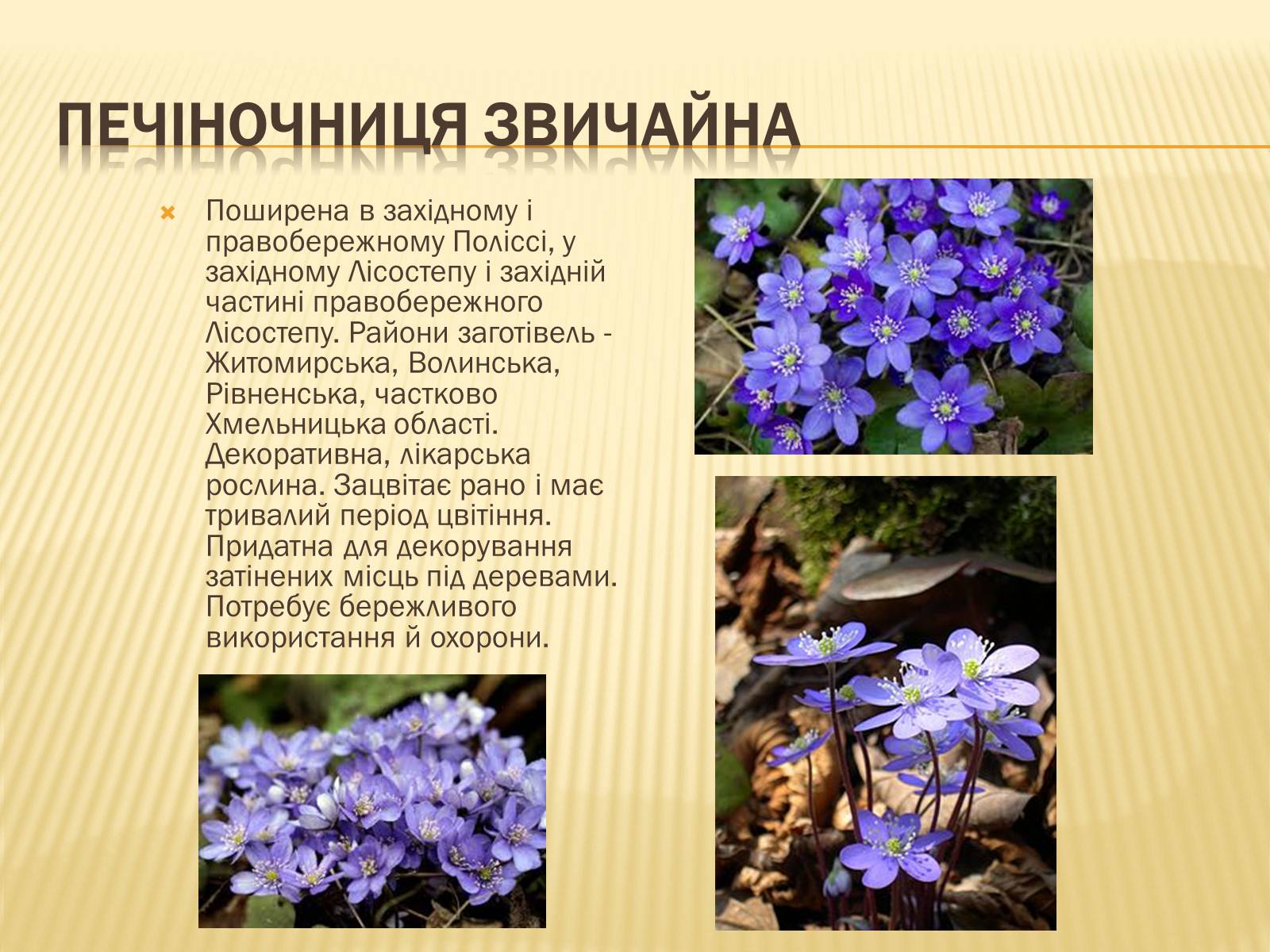 Презентація на тему «Рослини занесені до Червоної книги України» - Слайд #11