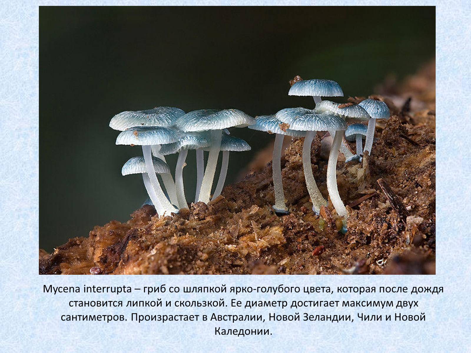 Презентація на тему «Самые красивые грибы» - Слайд #13