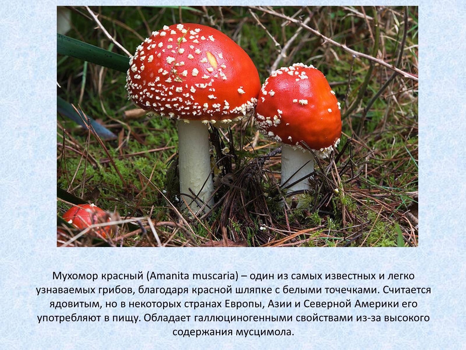 Презентація на тему «Самые красивые грибы» - Слайд #16