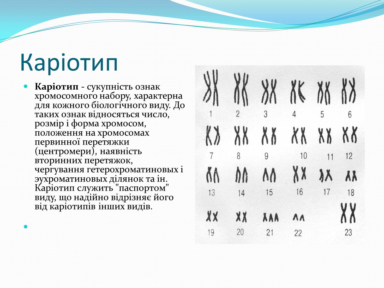 Презентація на тему «Хромосоми.Будова Хромосом.Каріотип» - Слайд #8