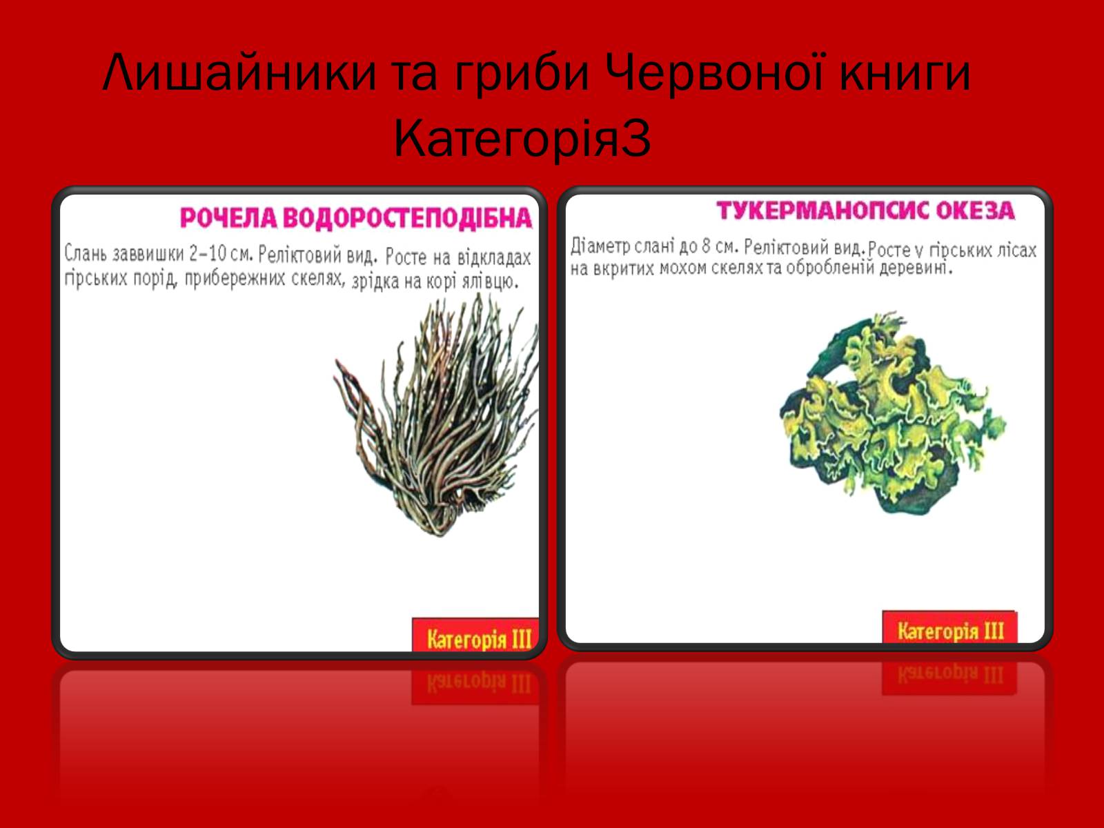 Презентація на тему «Тваринний і рослинний світ Червоної книги» - Слайд #25