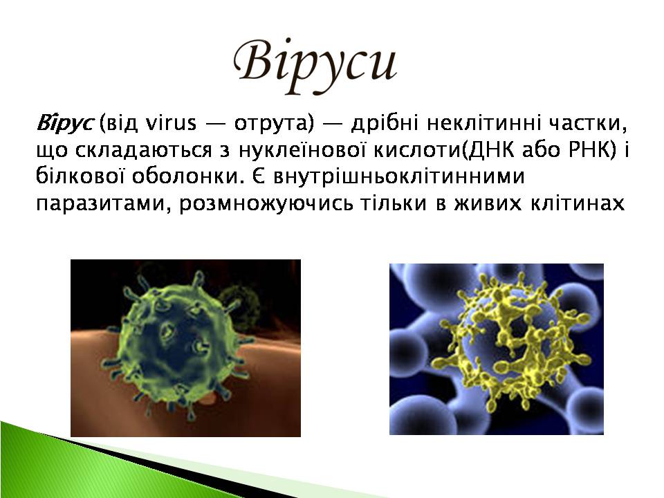 Презентація на тему «Віруси» (варіант 22) - Слайд #2