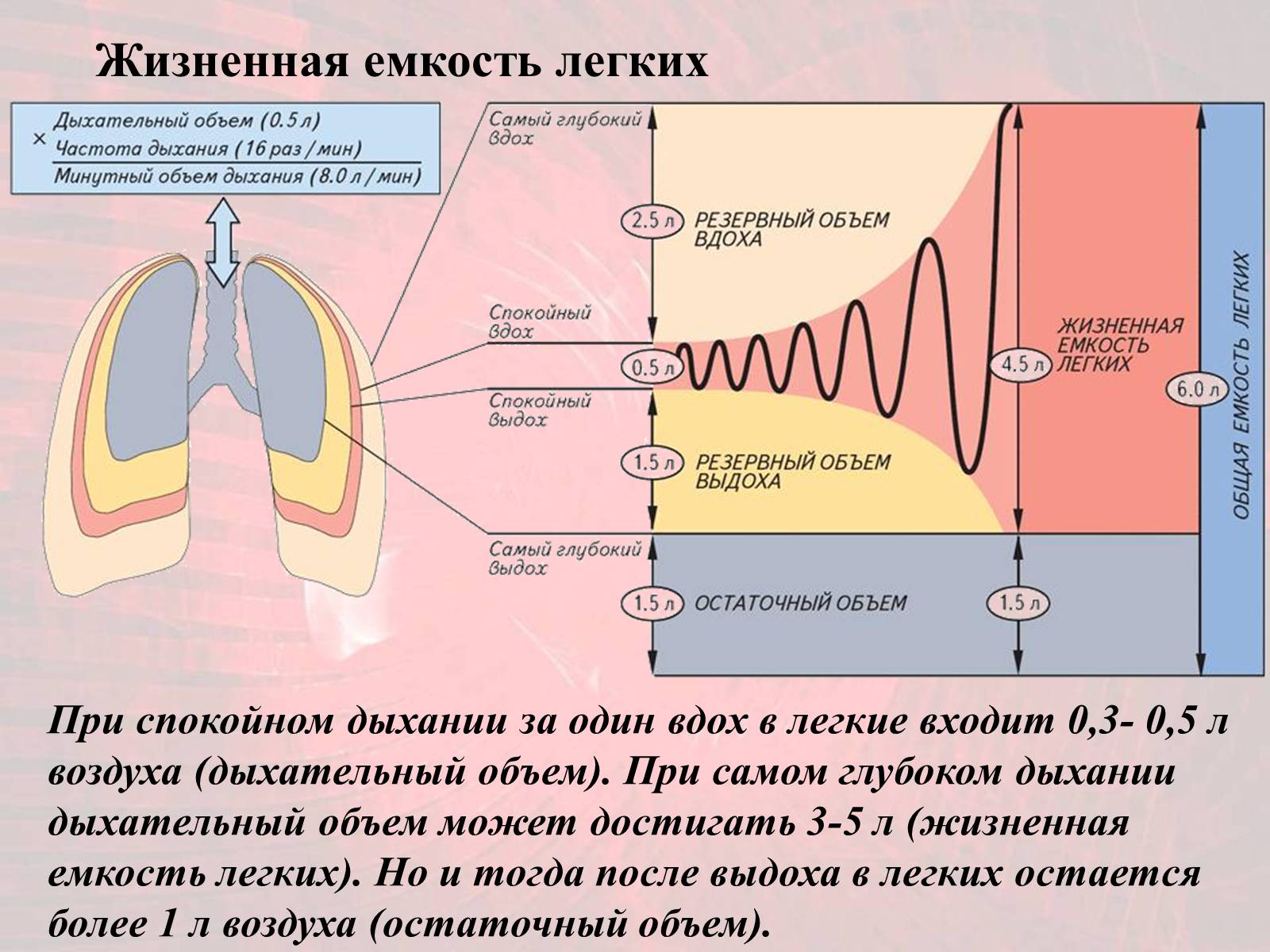 Презентація на тему «Газообмен в лёгких и тканях» - Слайд #6